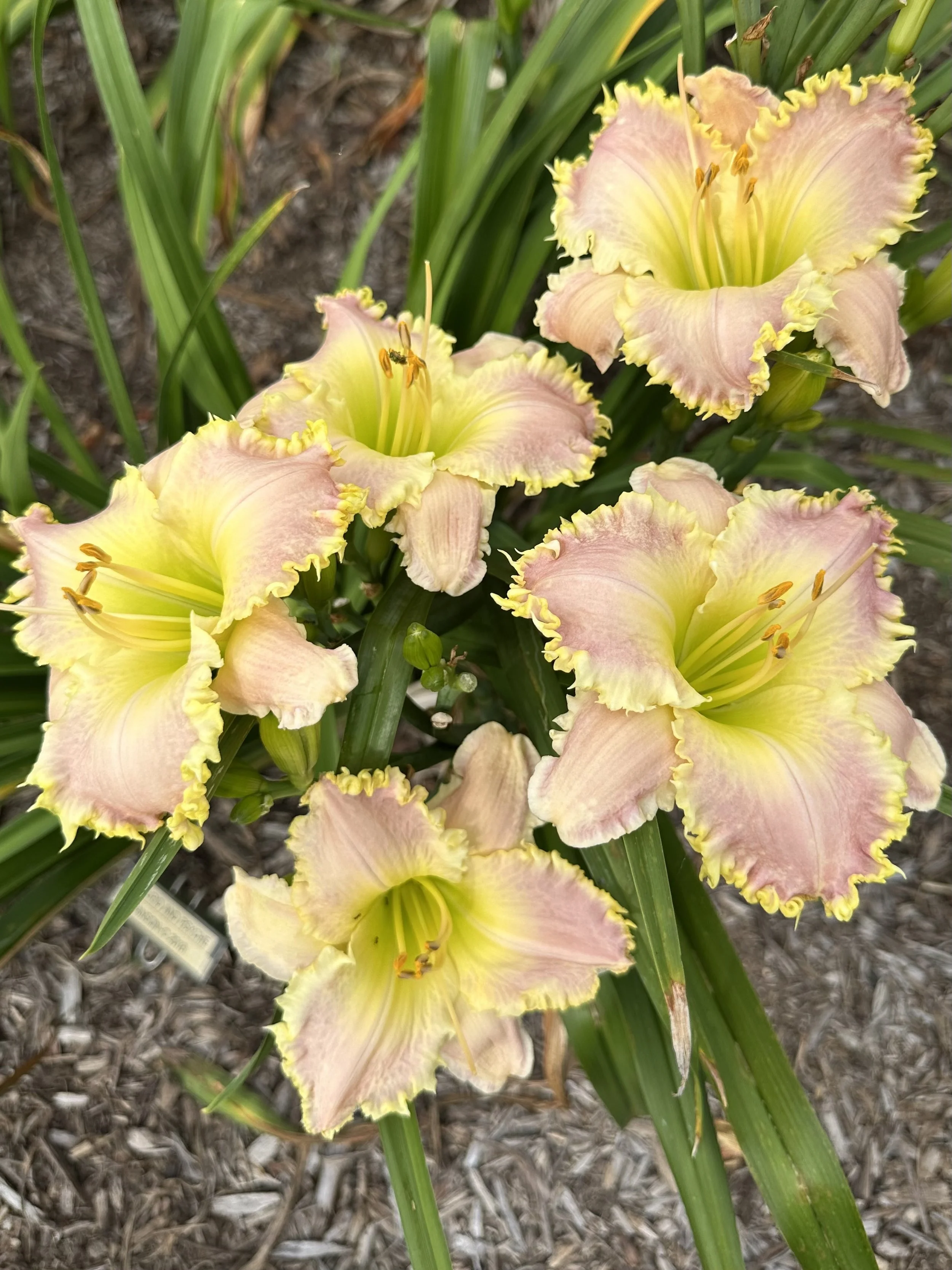 Cupid And Psyche4.jpeg