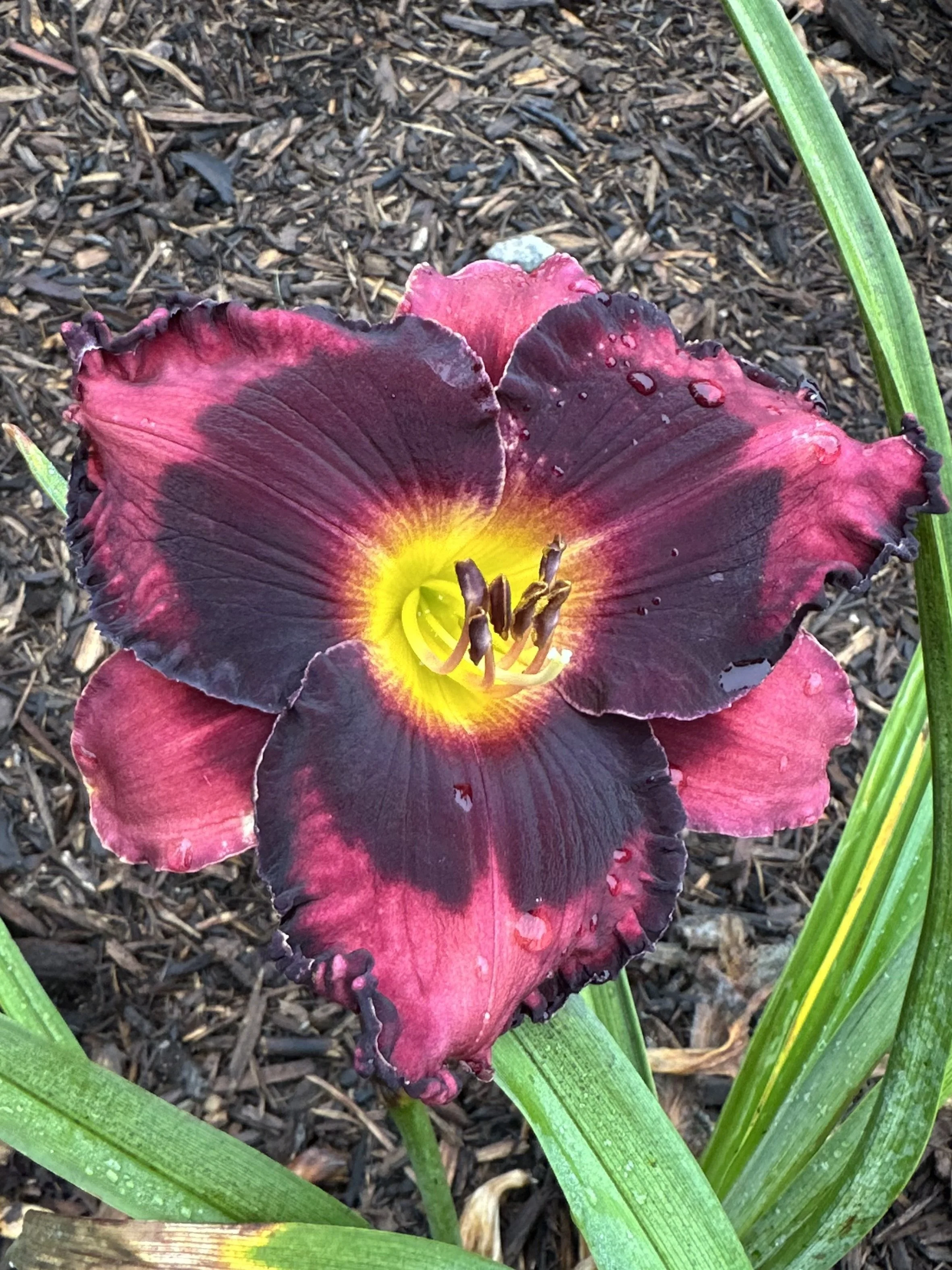 Strawberries And Chocolate2.jpg