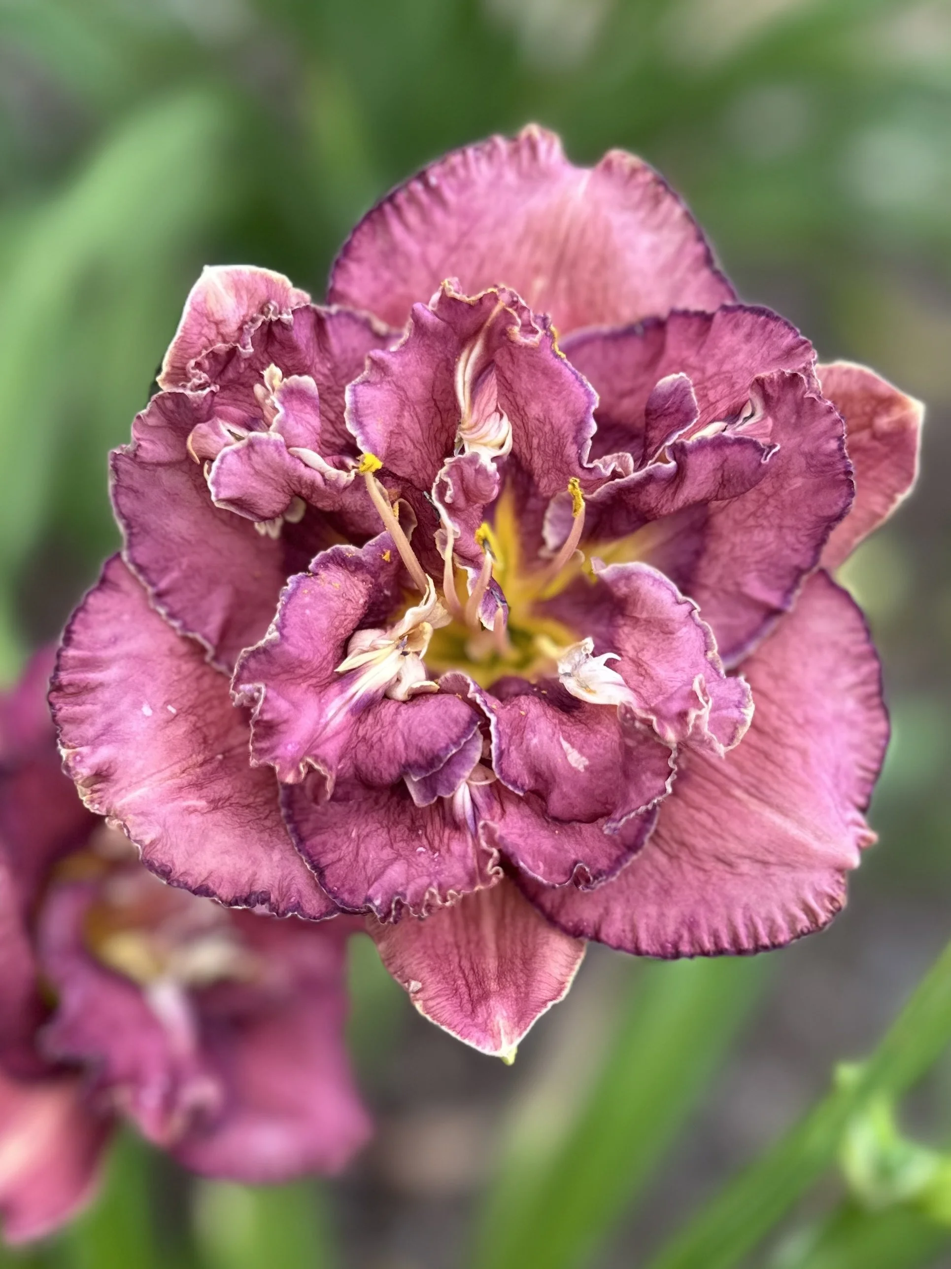 Date With Destiny2.jpg