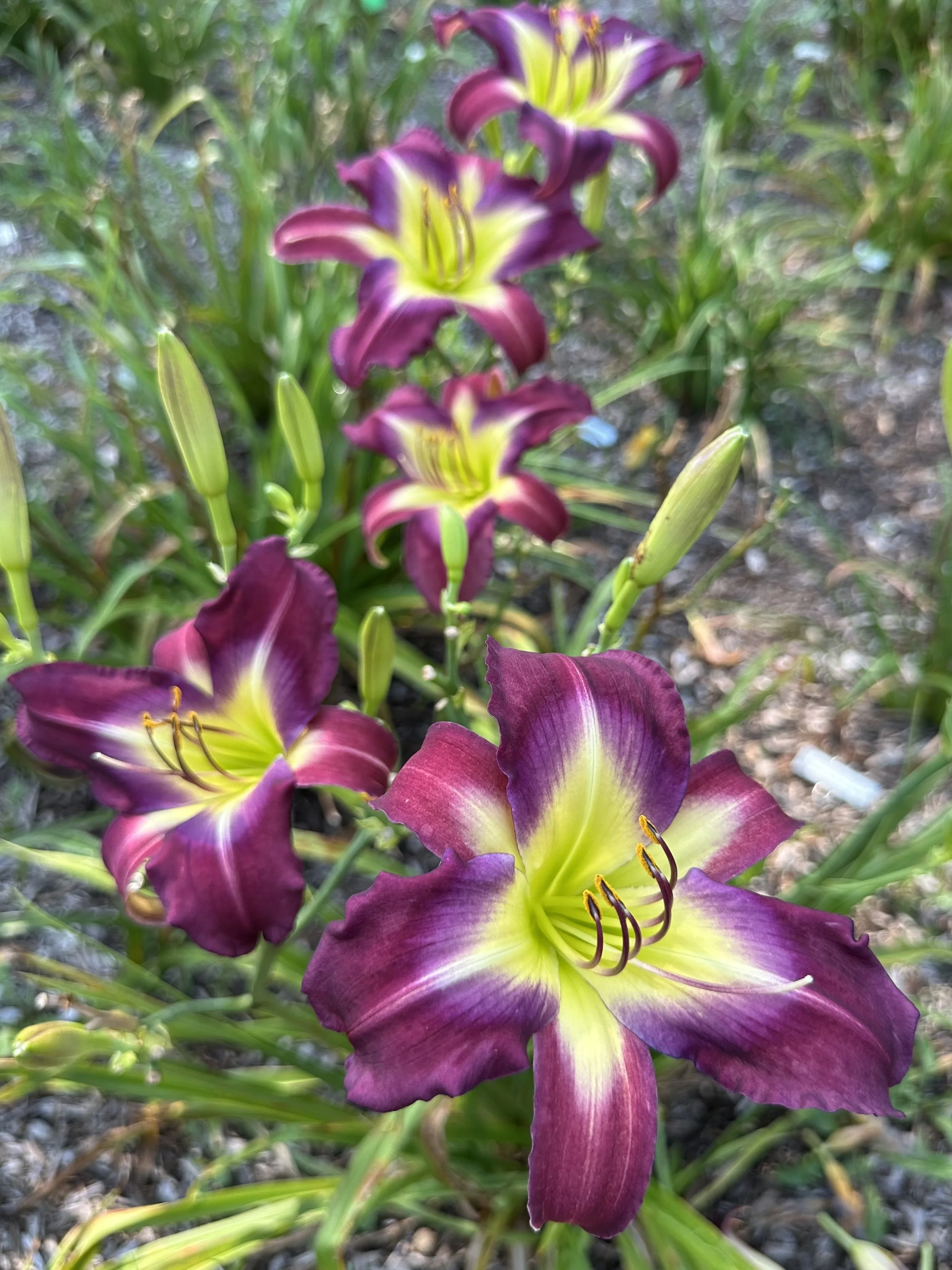 A Pinch Of Magic4.jpeg