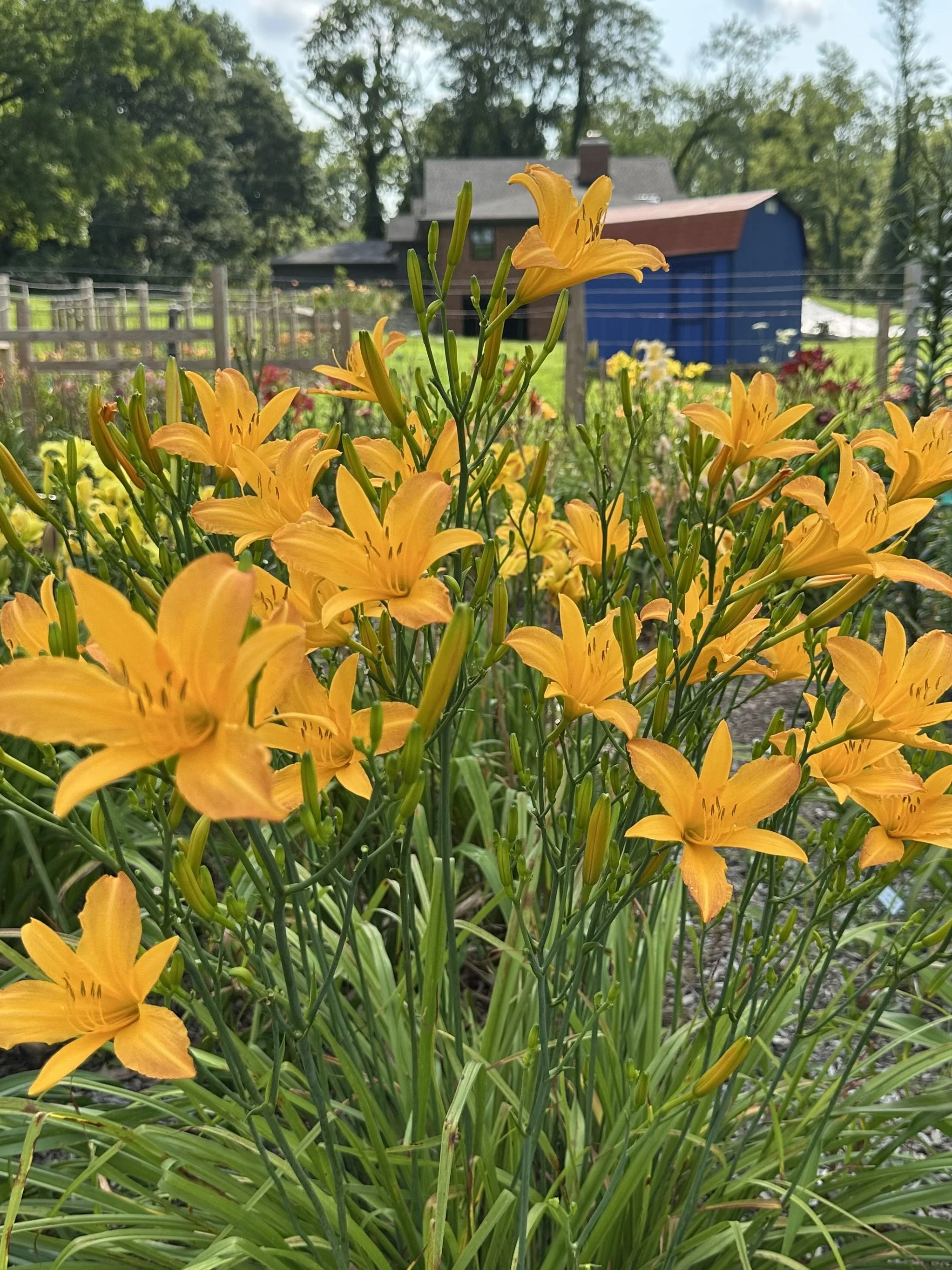 August Pioneer2.jpeg