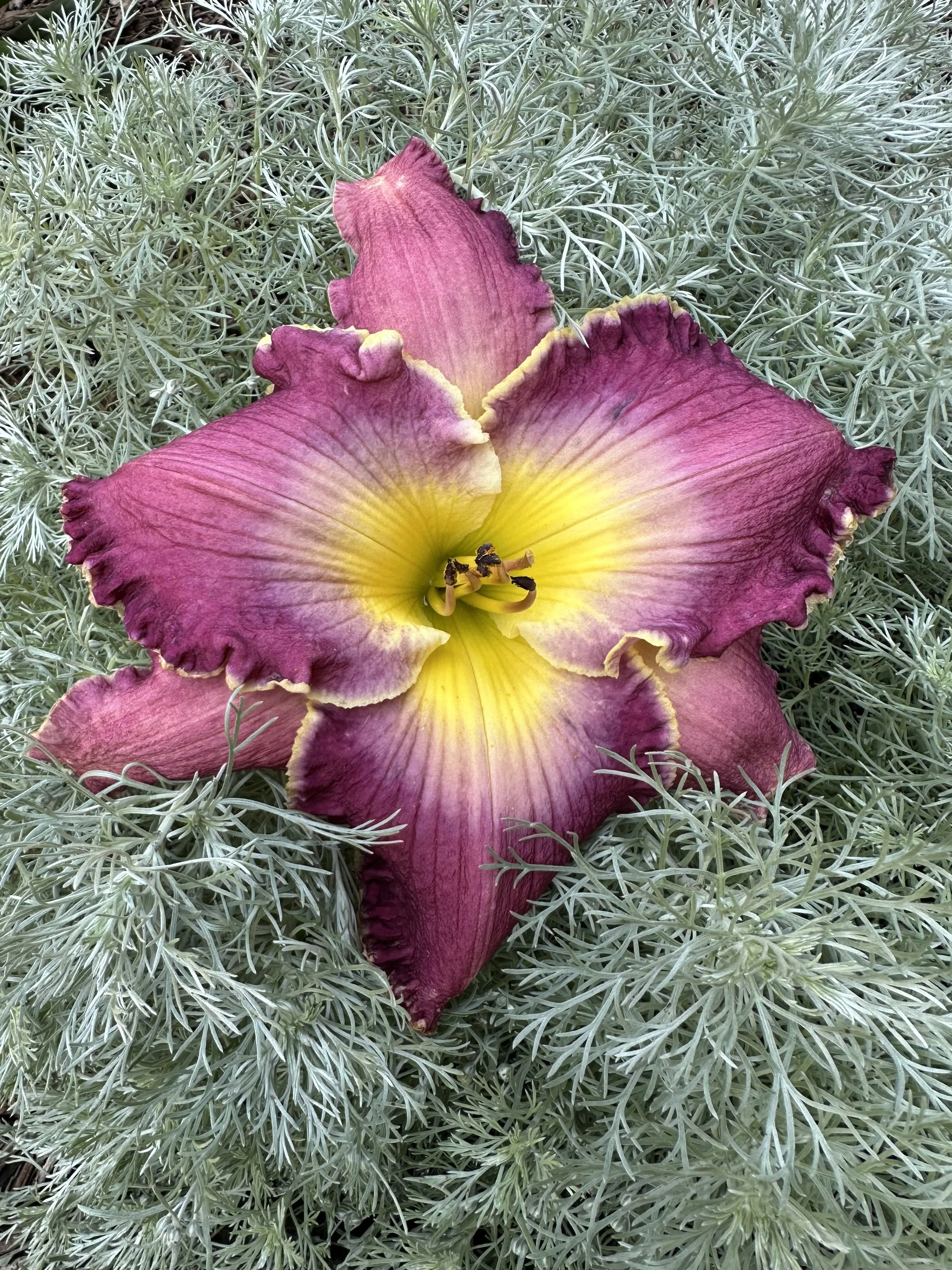 Sparkling Shiraz1.jpg