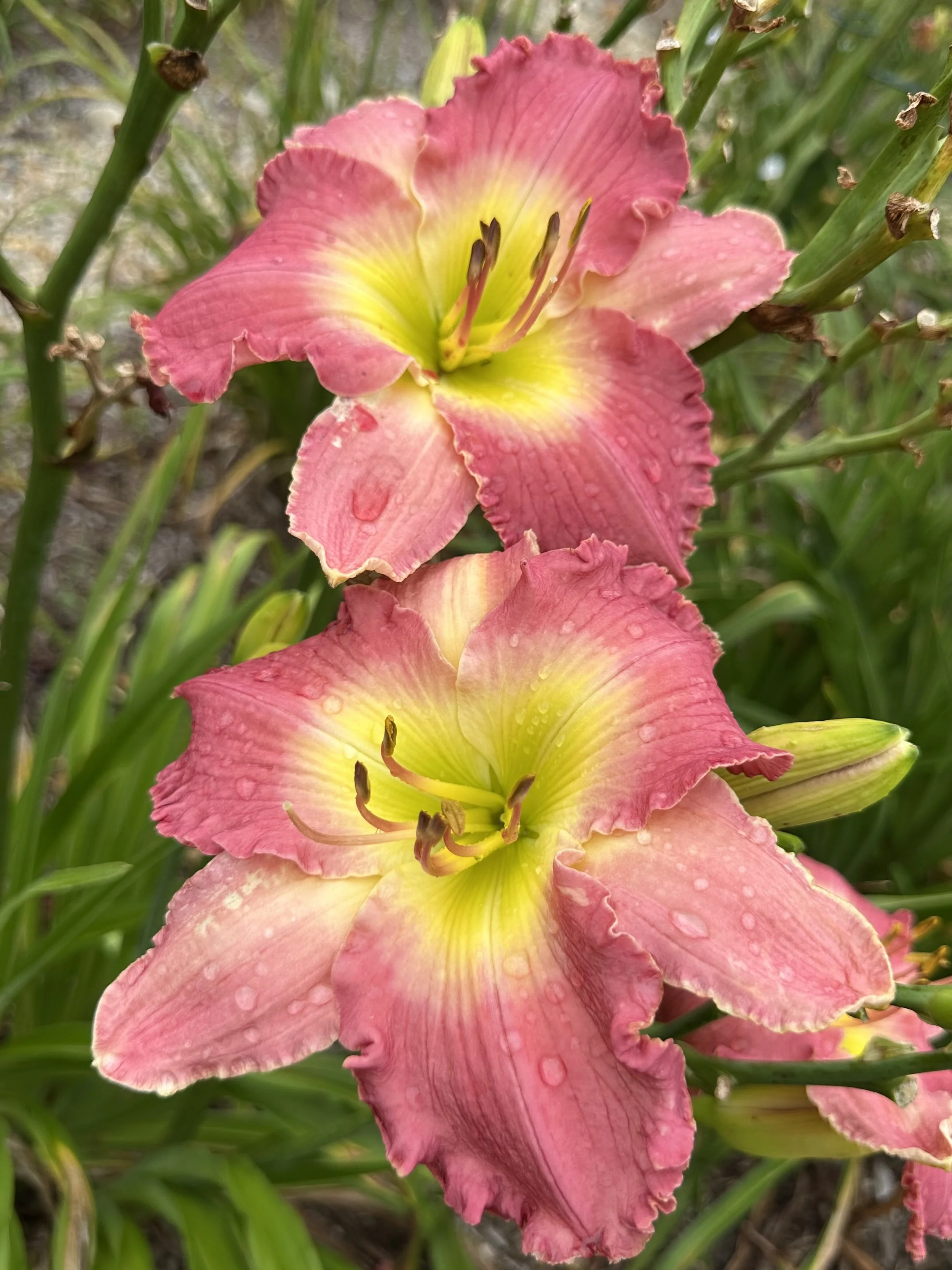 Diana Cooke Tuppeny3.jpg