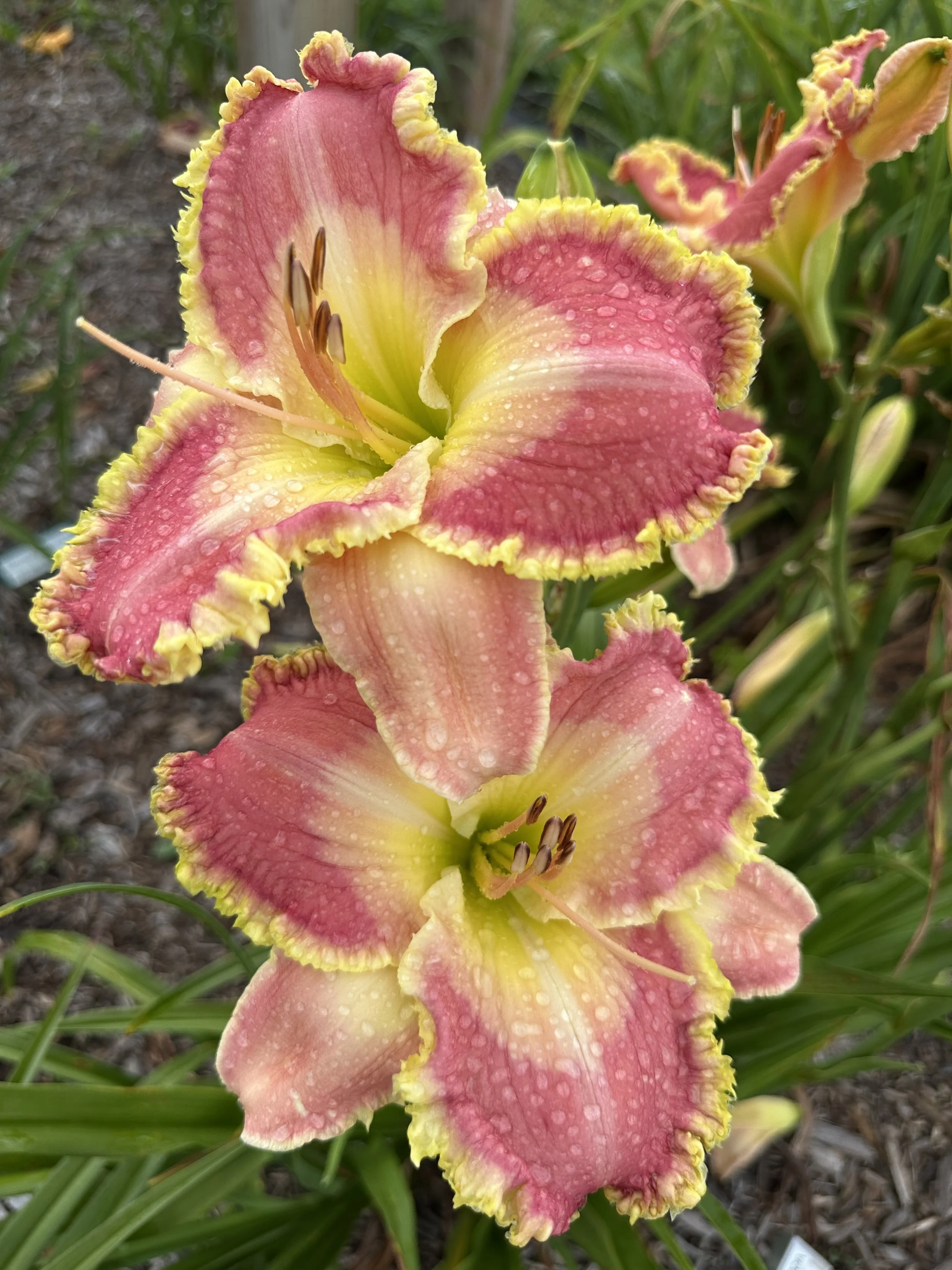 Very Cherry Garcia1.jpg