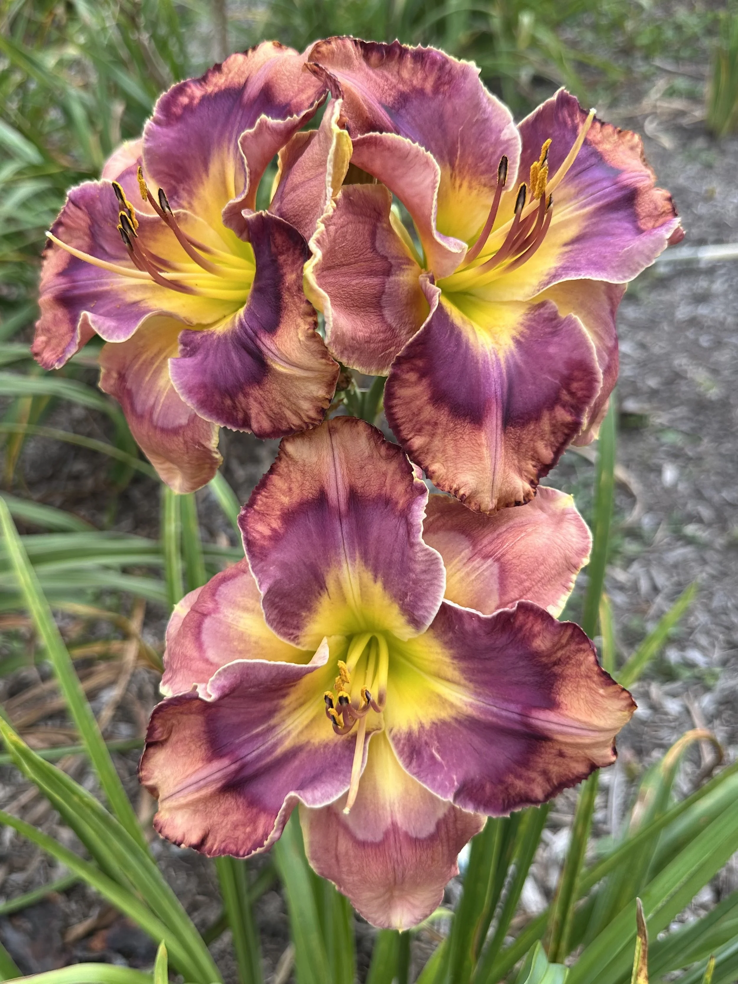 Boomerang Effect4.jpeg