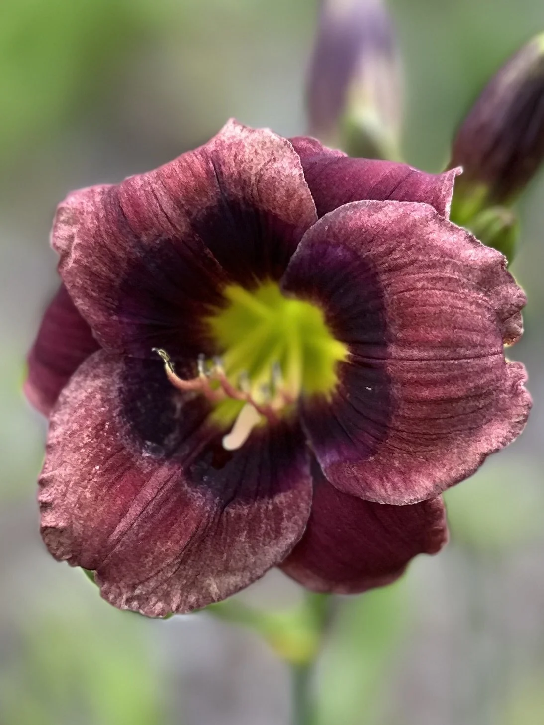 Lillian's Rainbow At Dawn2.jpg