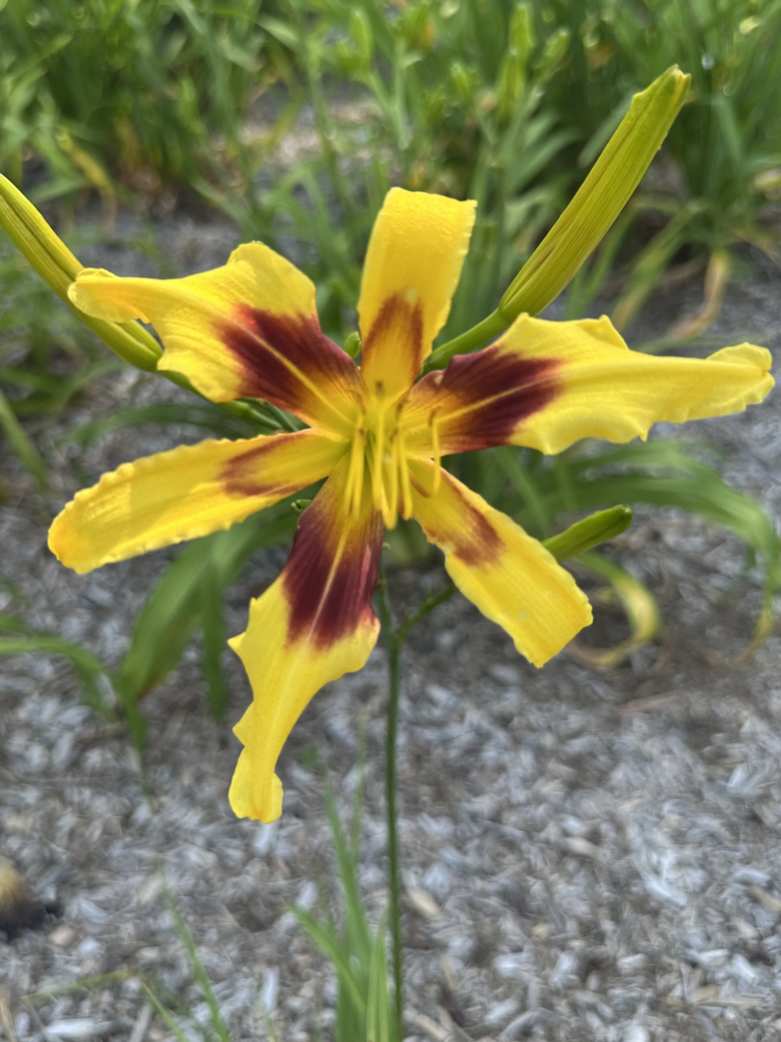 Dances With Butterflies1.jpg