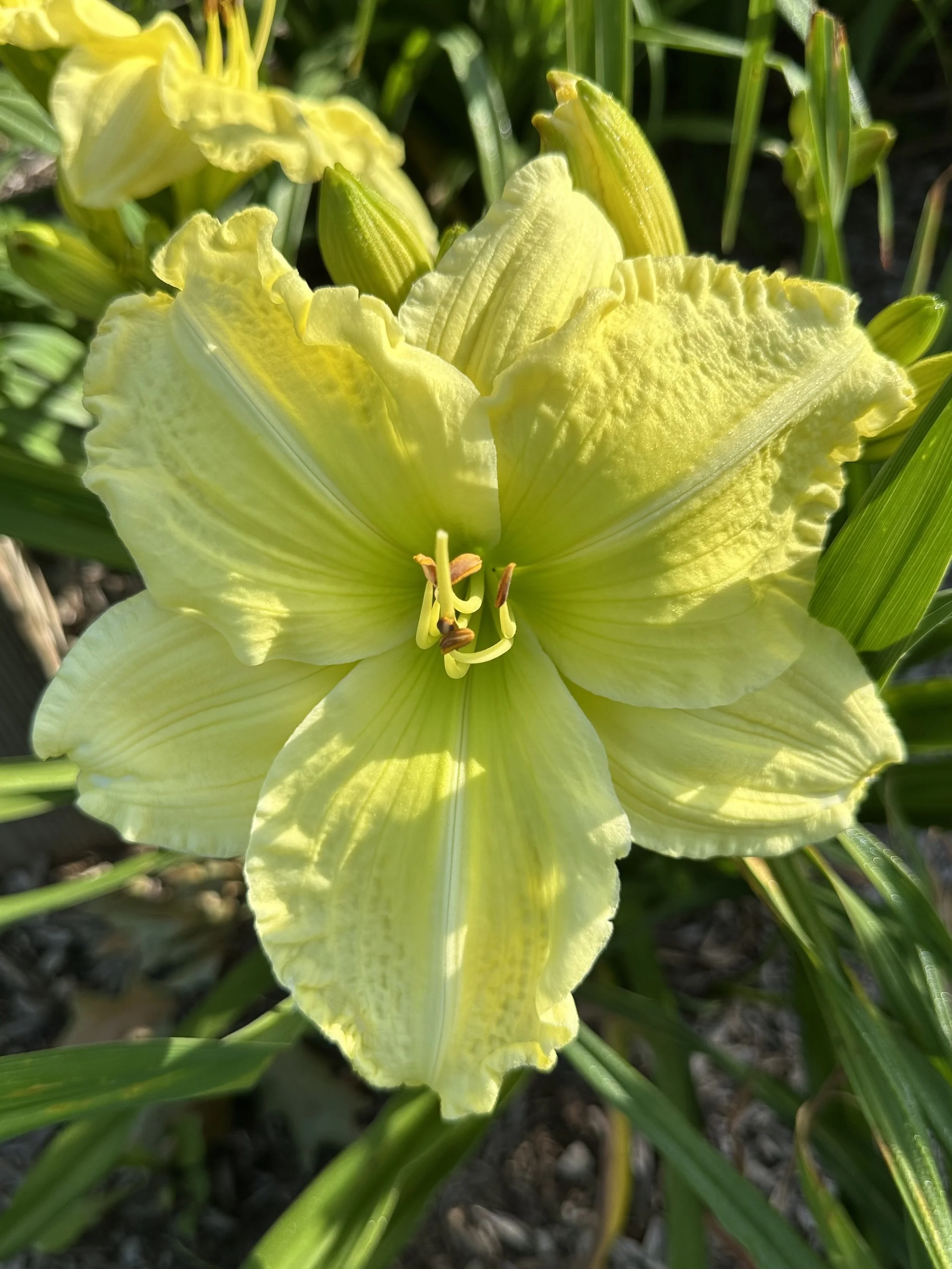 Carolina Lemon Squeezer.jpg