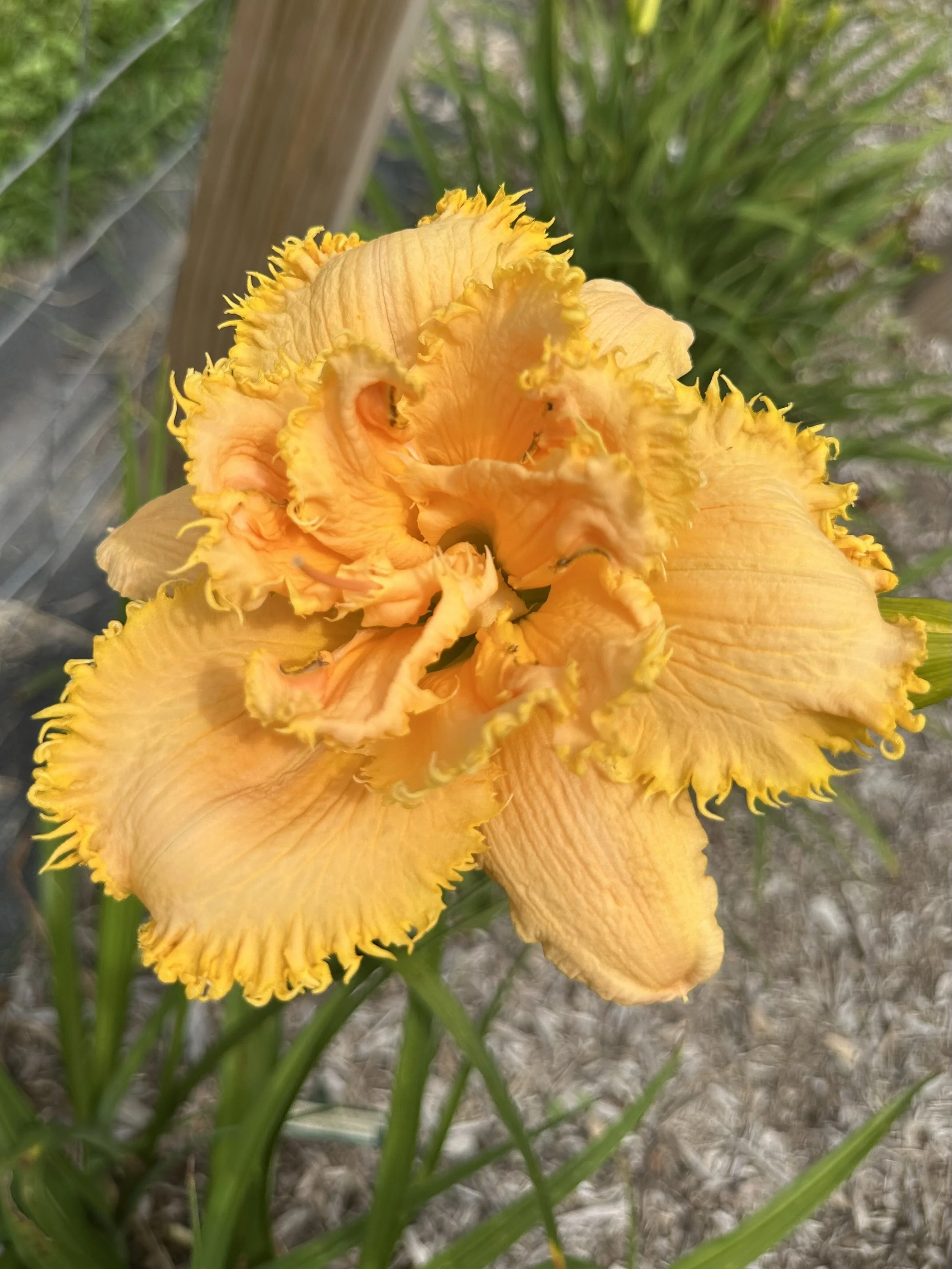 Prickly All Over6.jpg