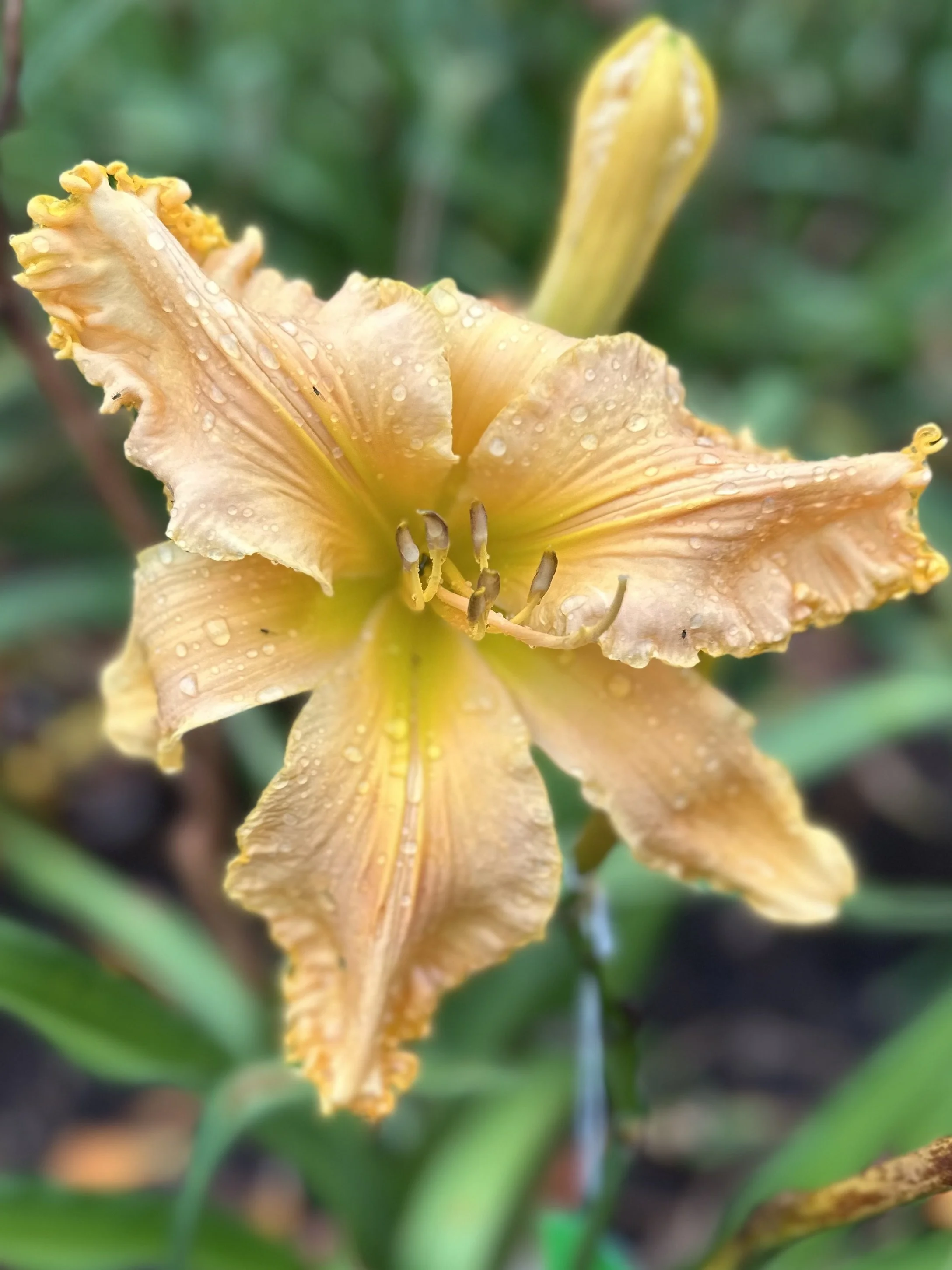 Mid Century Modern3.jpeg