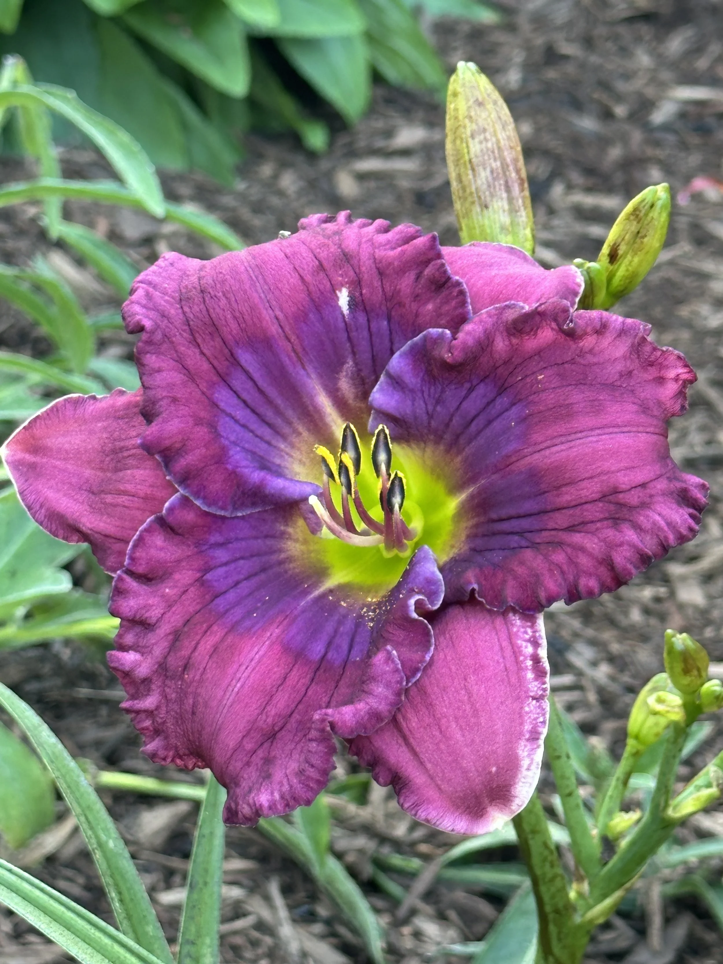 Cinderella Blue1.jpg