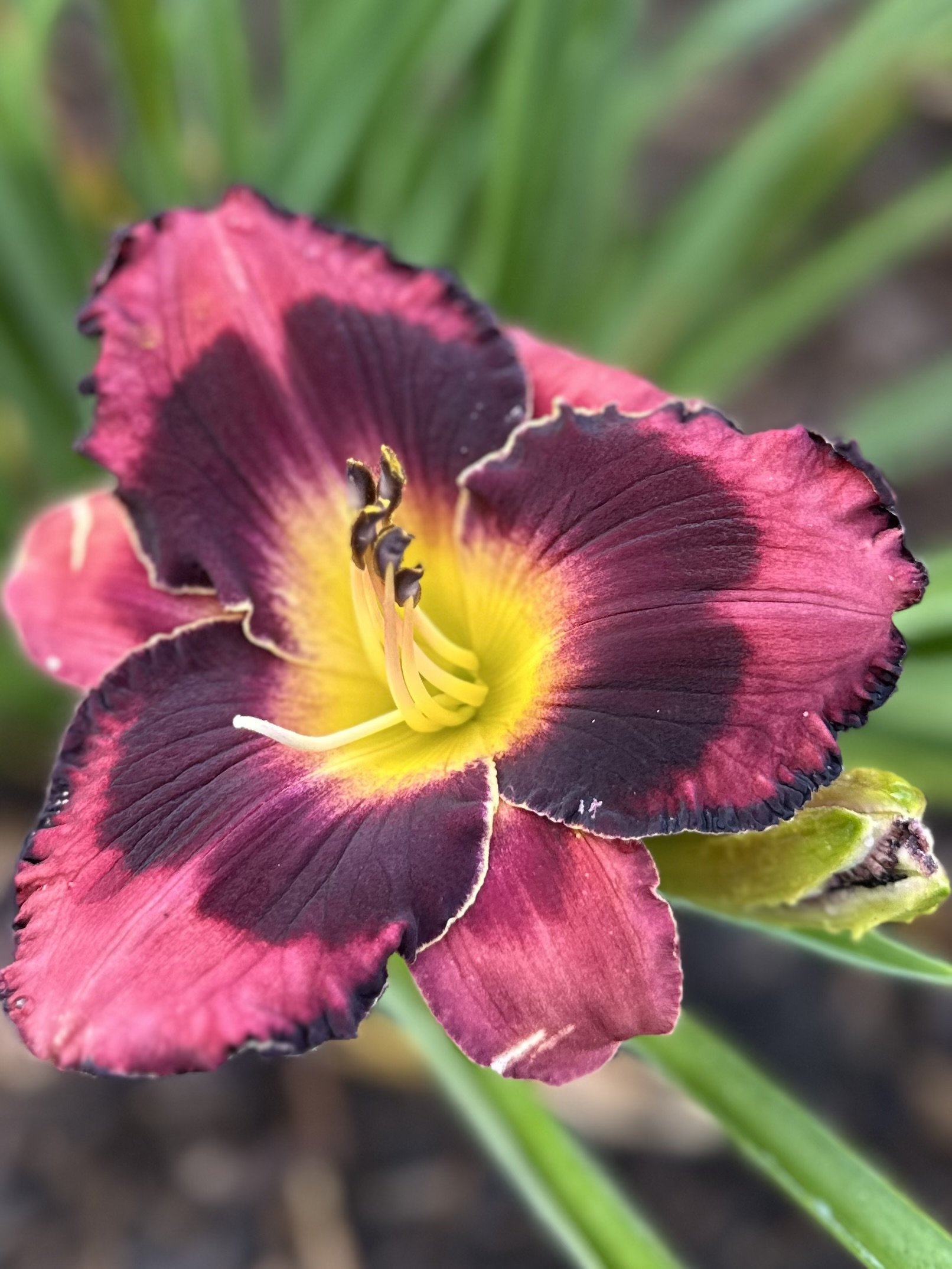 Strawberries And Chocolate 1.jpg