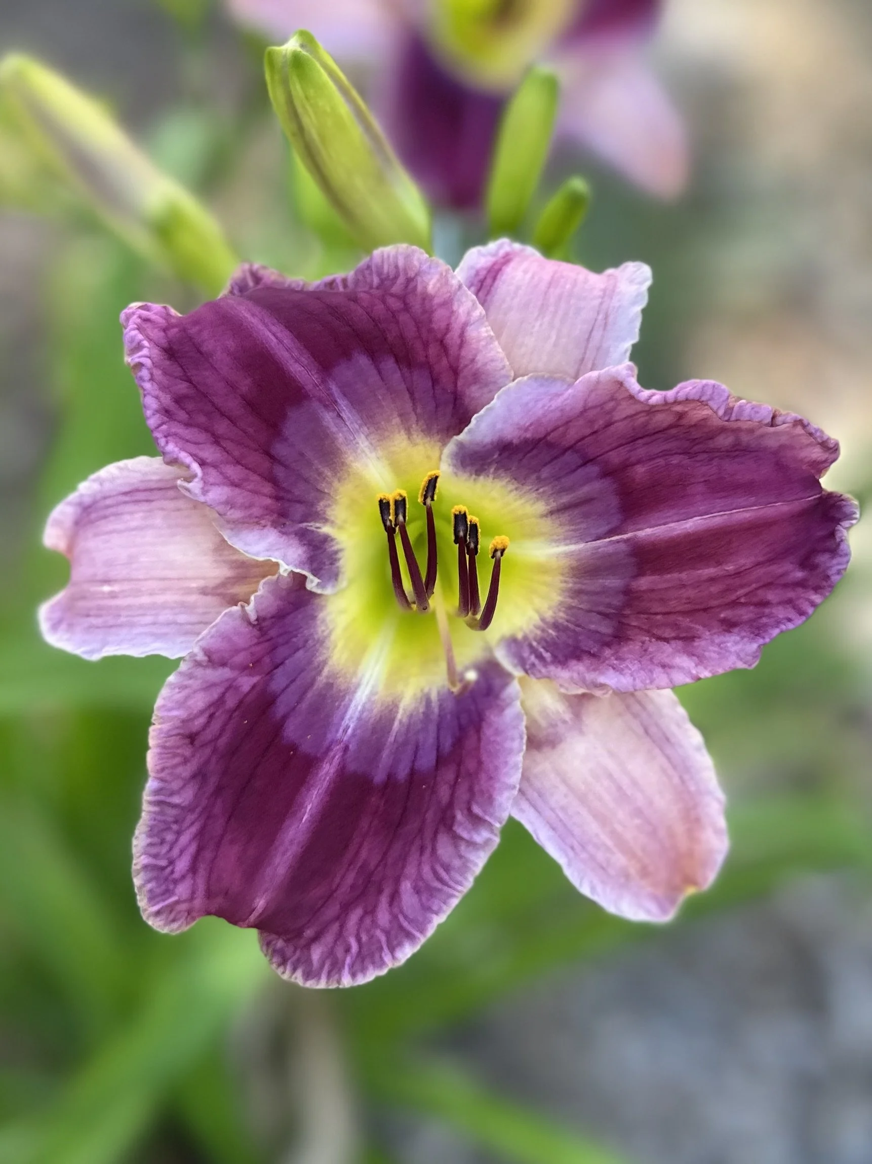 Disturbance In The Force3.jpg