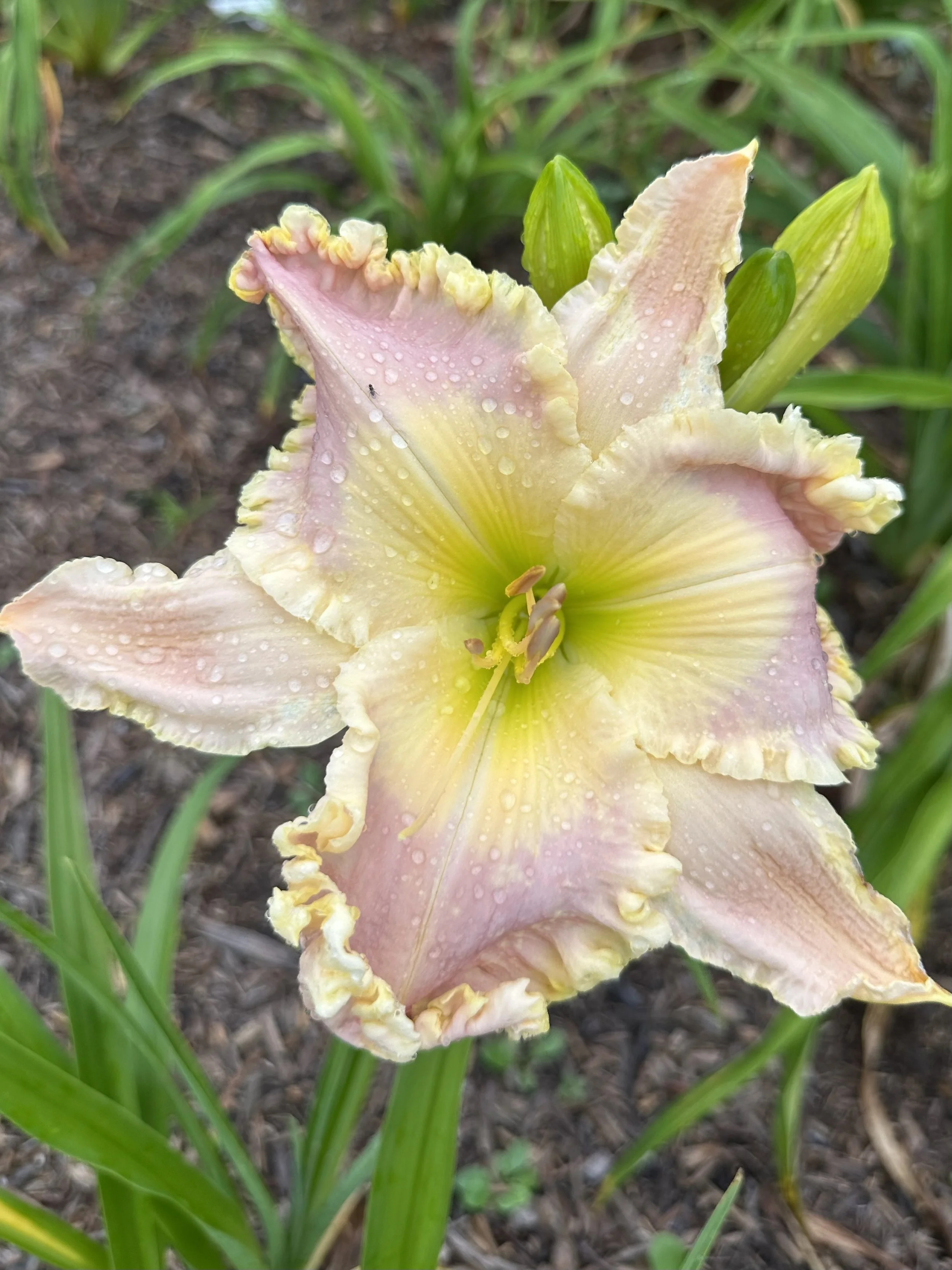 Partygirl Panties2.jpg