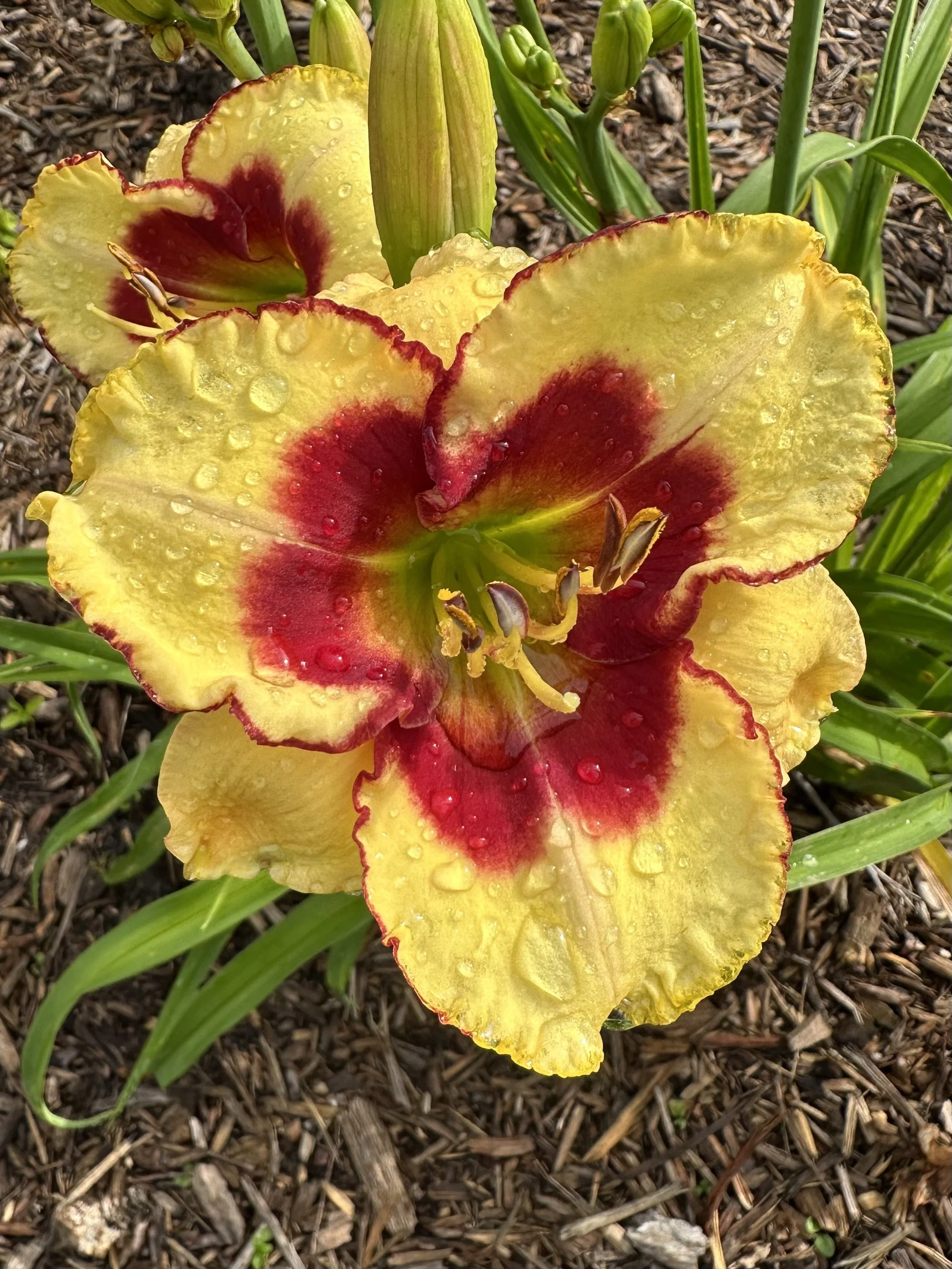 Lemon Pomegranate Cream 1.jpg