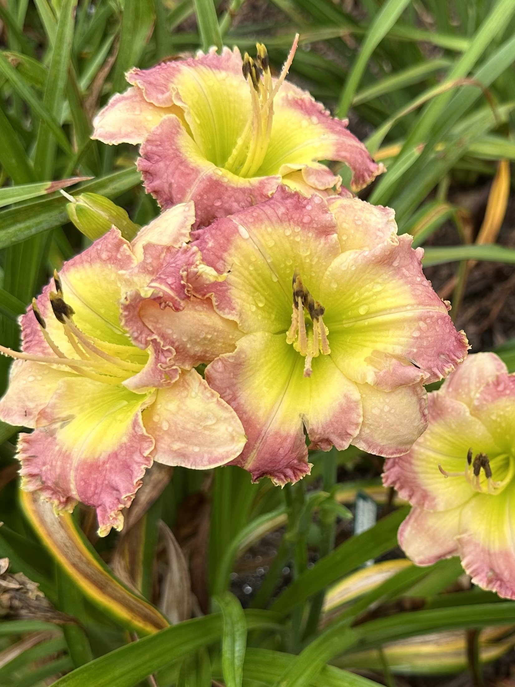 Denim and Lace3.jpeg