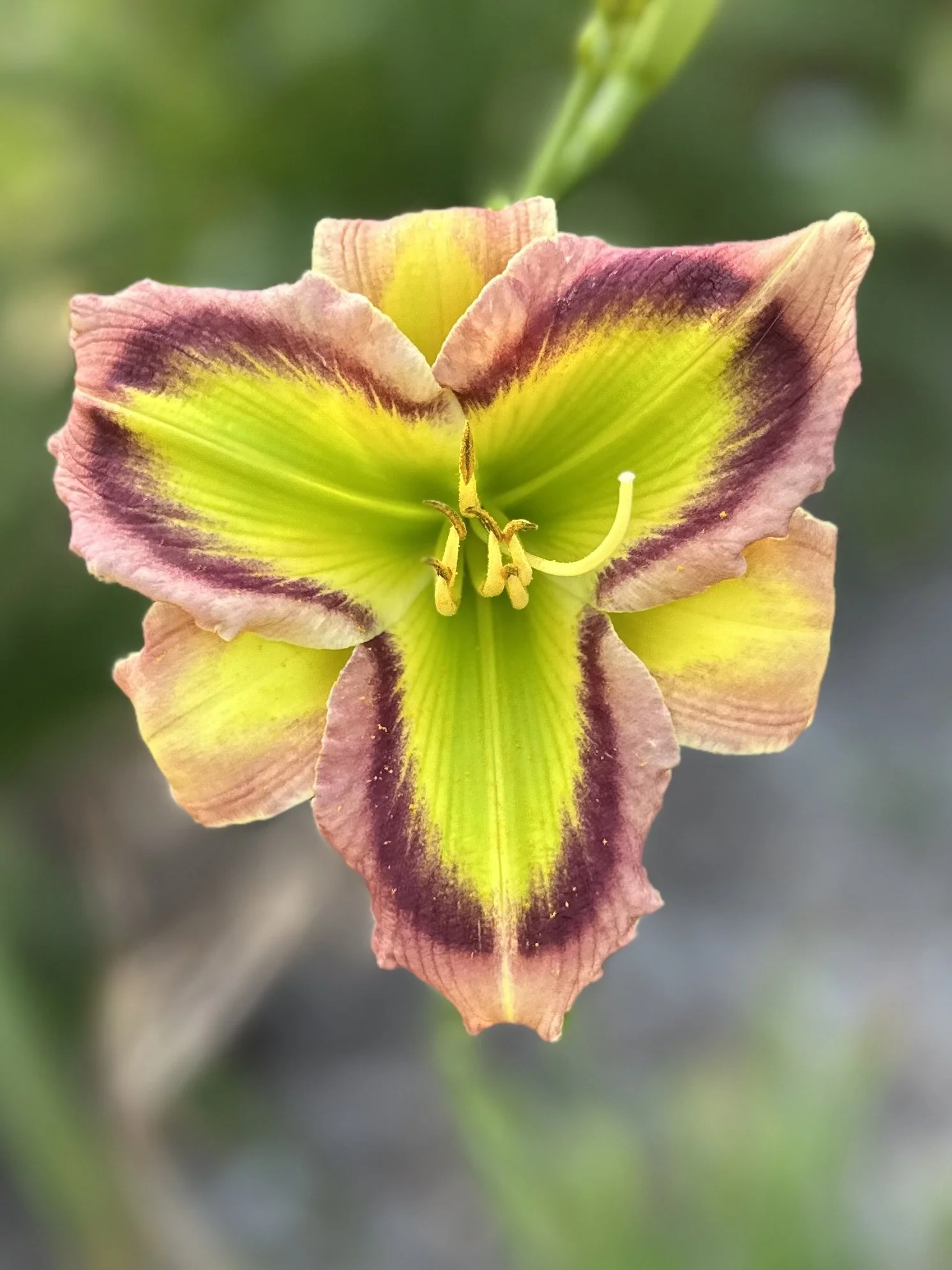 Along Came Amanda3.jpg