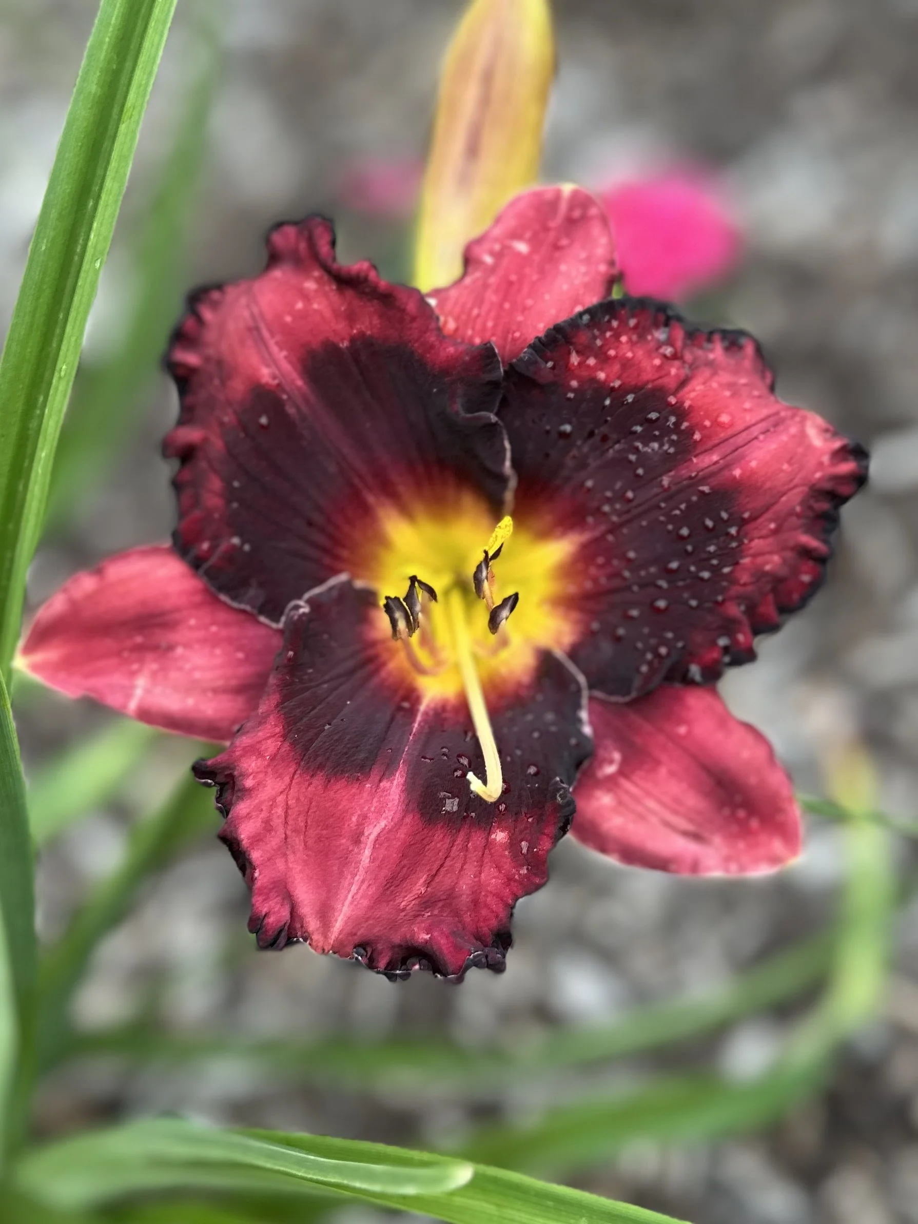 Strawberries And Cholcolate.jpg