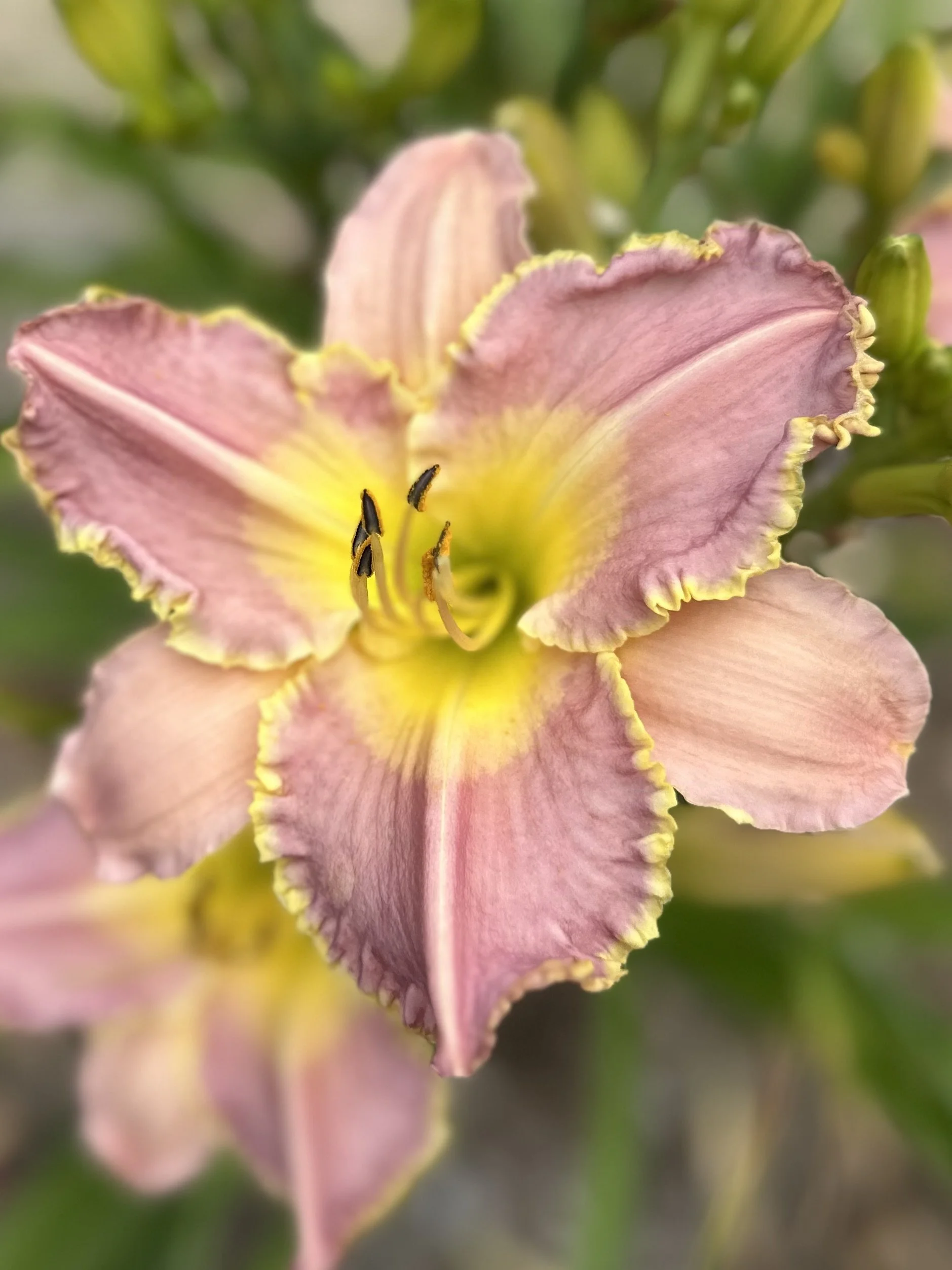 Minnesota Nice 6.jpg