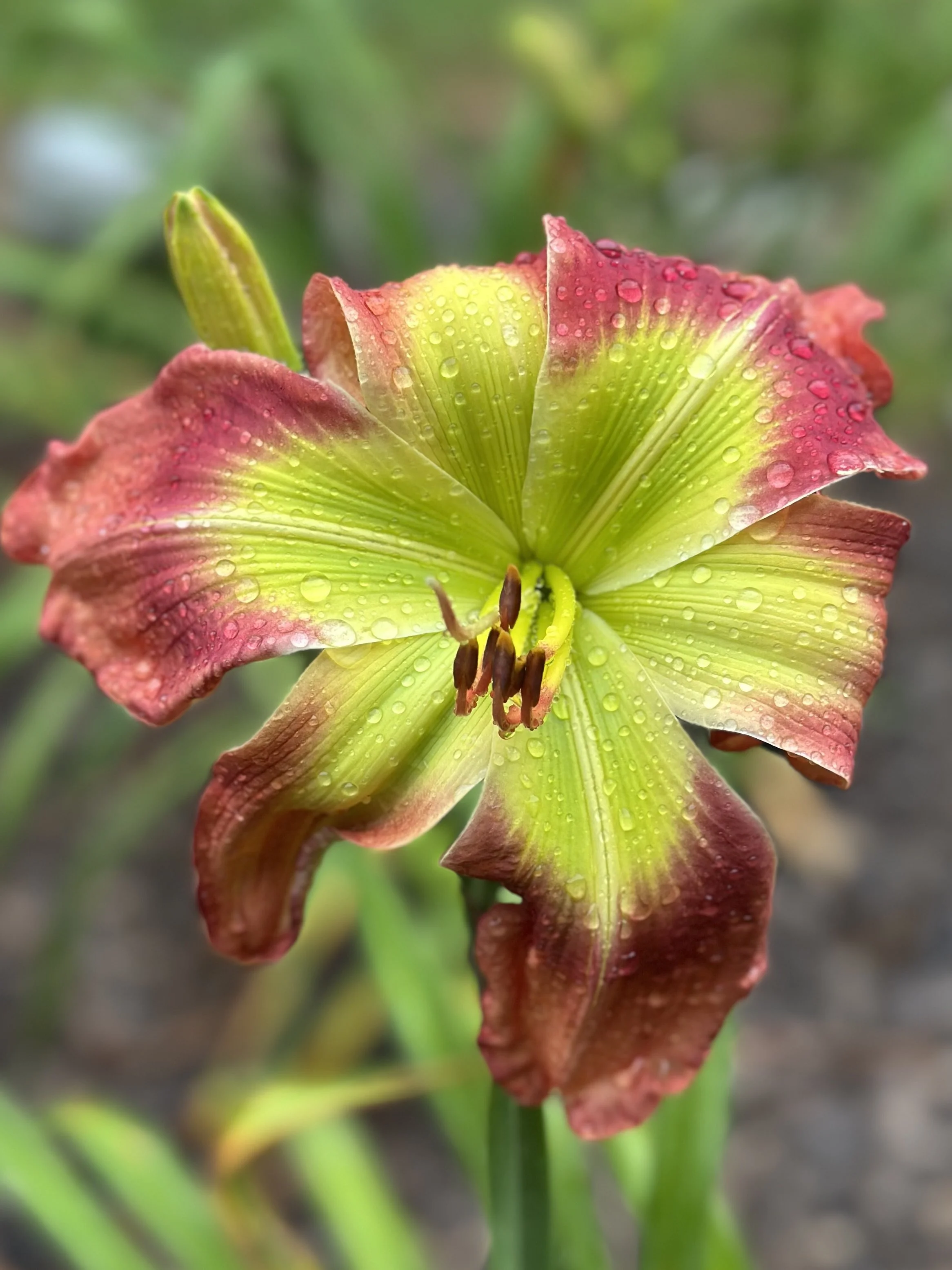 ASHWOOD FIREBOLT