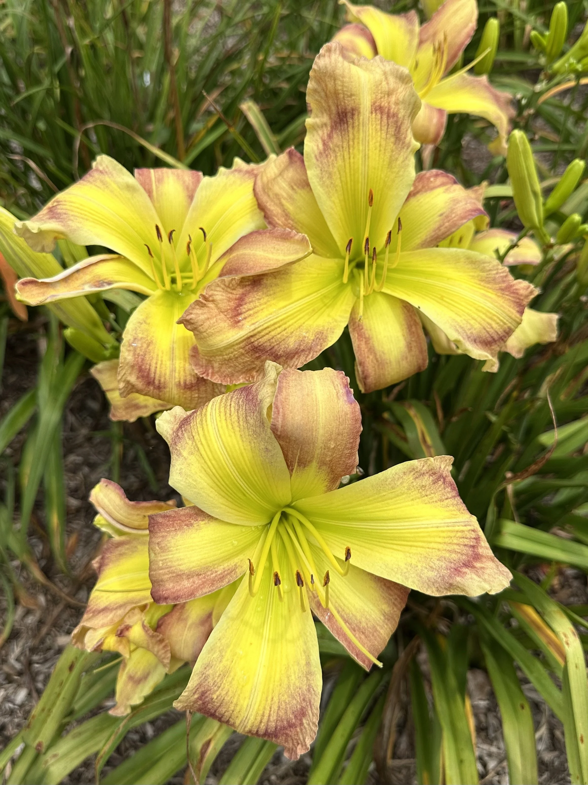 Cabbage Butterfly2.jpeg