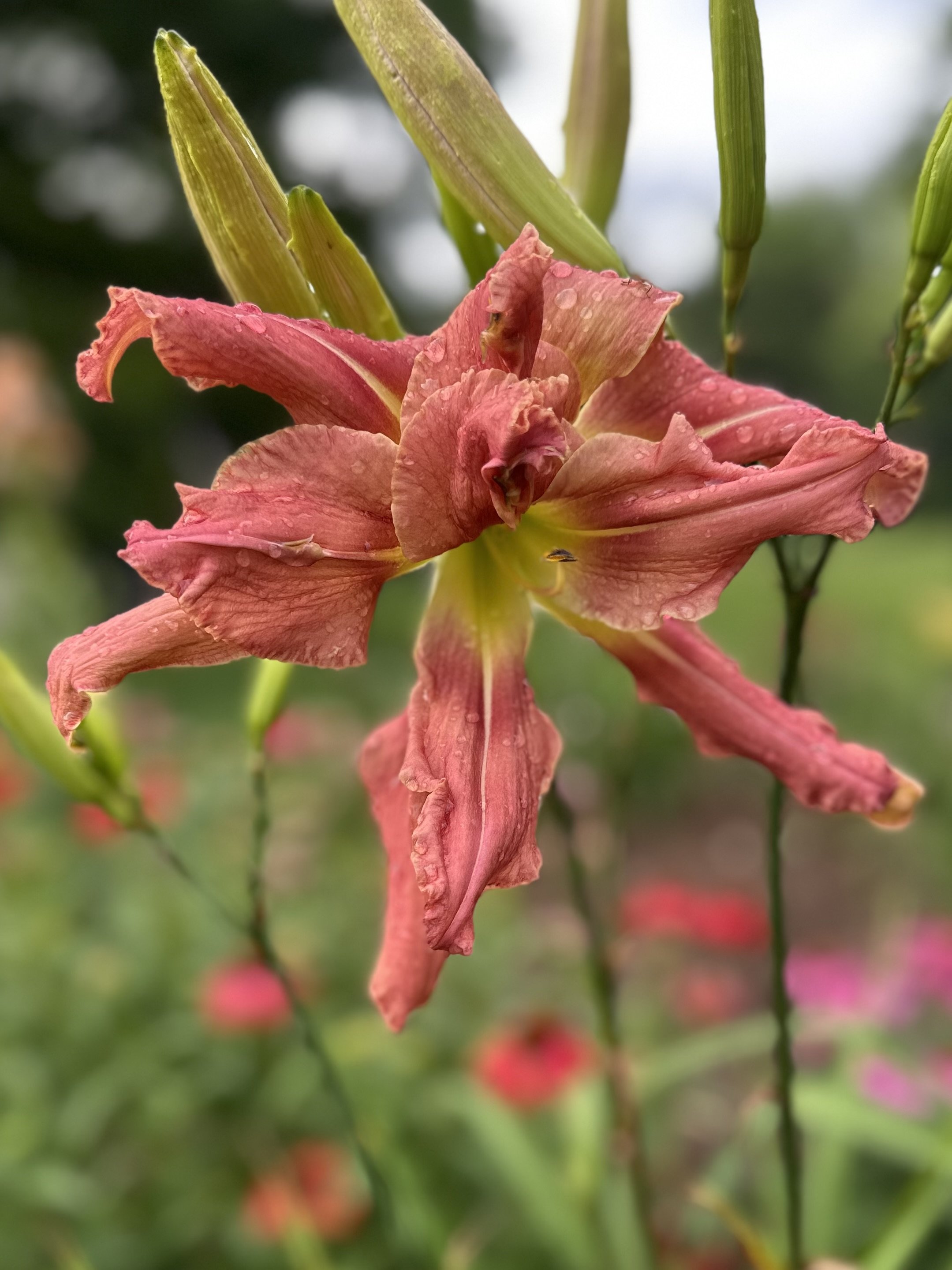 Tickle The Octopus4.jpg