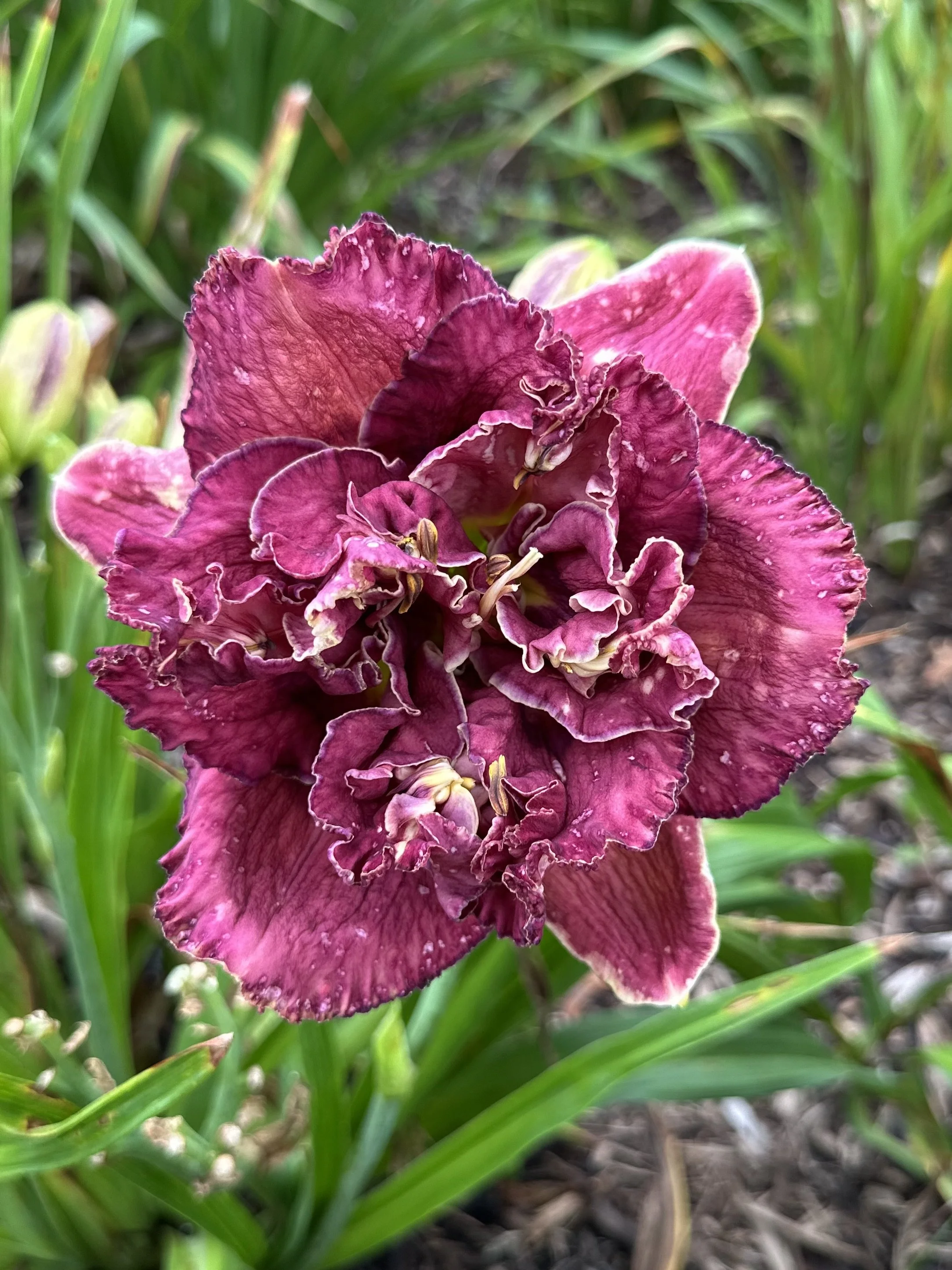 Date With Destiny3.jpg