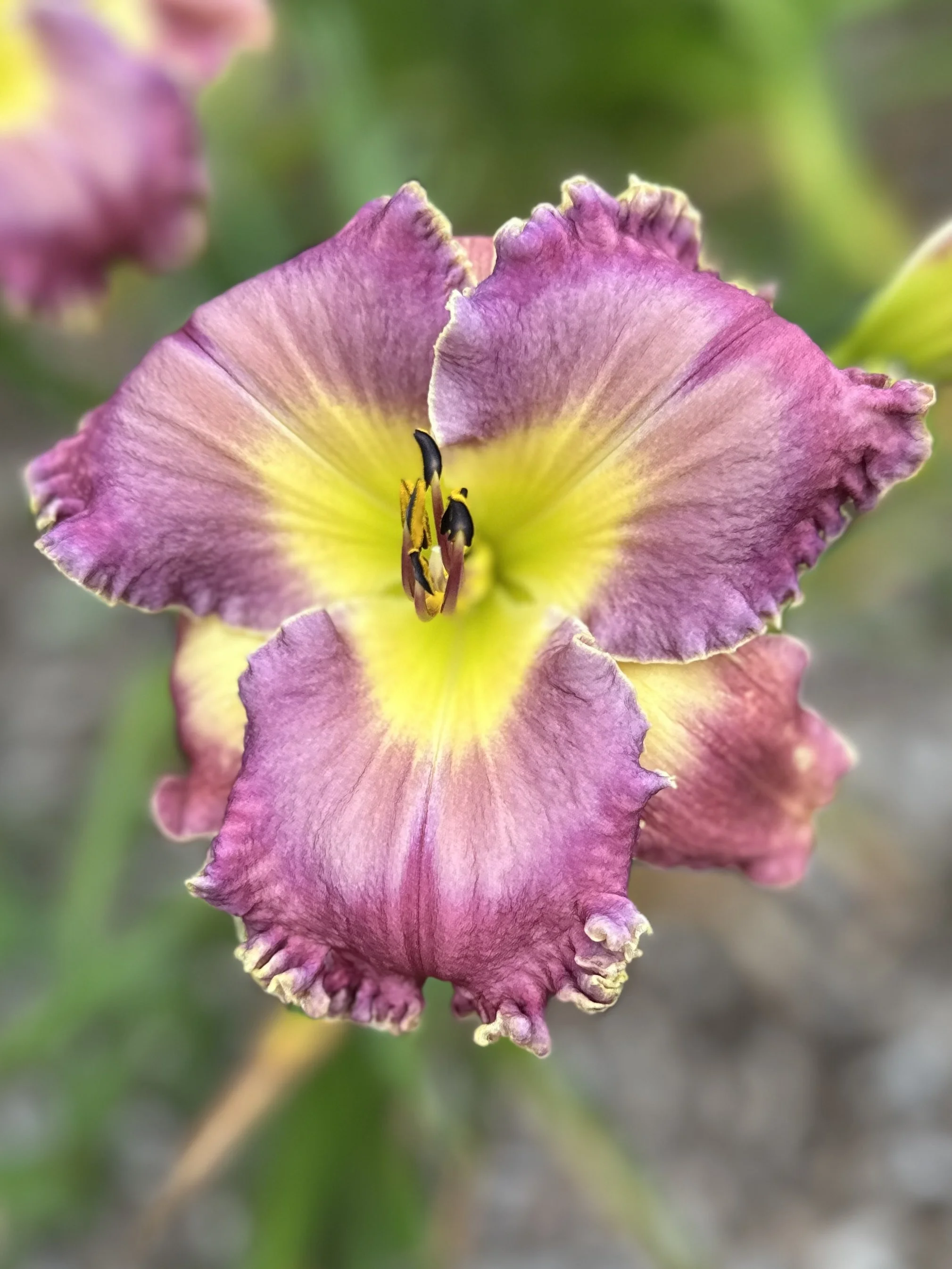 Desire Of Nations2.jpg