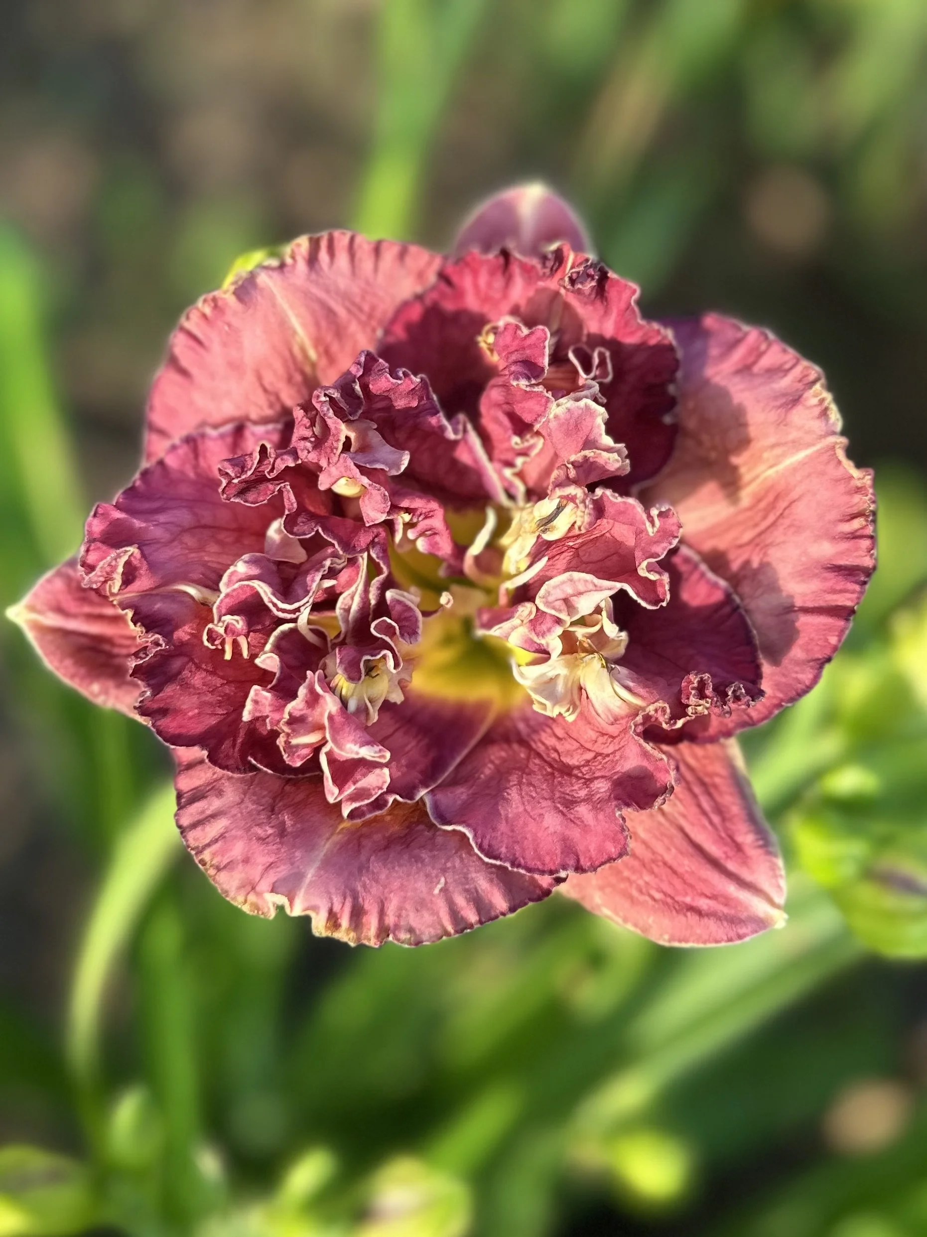 Date With Destiny1.jpg