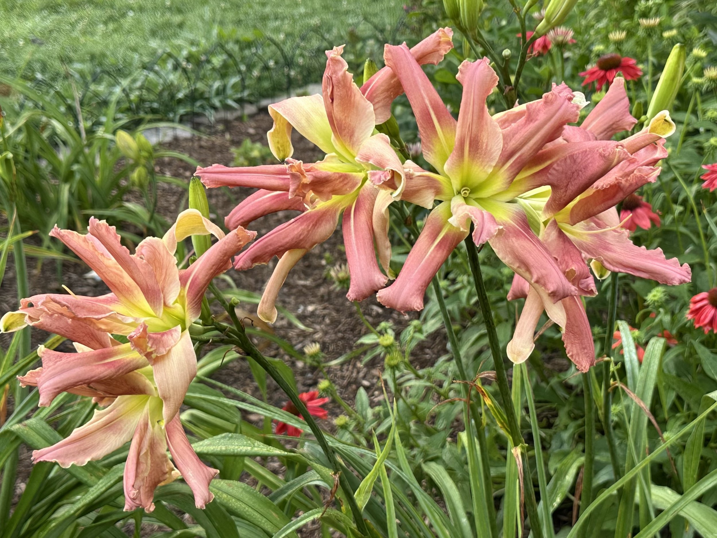 Tickle The Octopus3.jpg