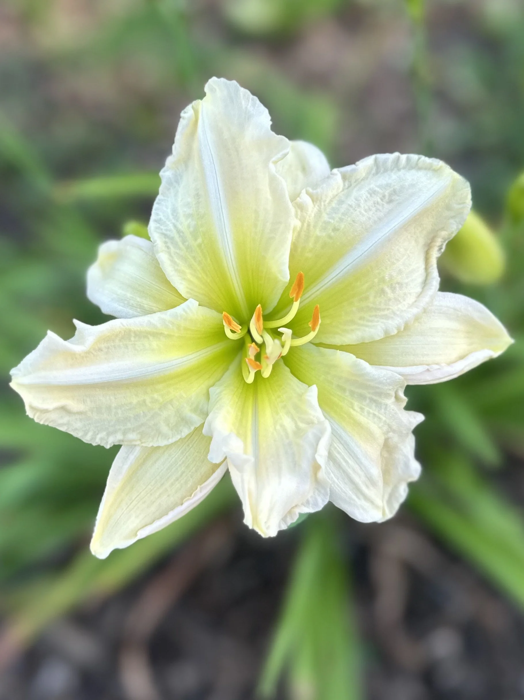 Whispering Wings Of An Angel1.jpg