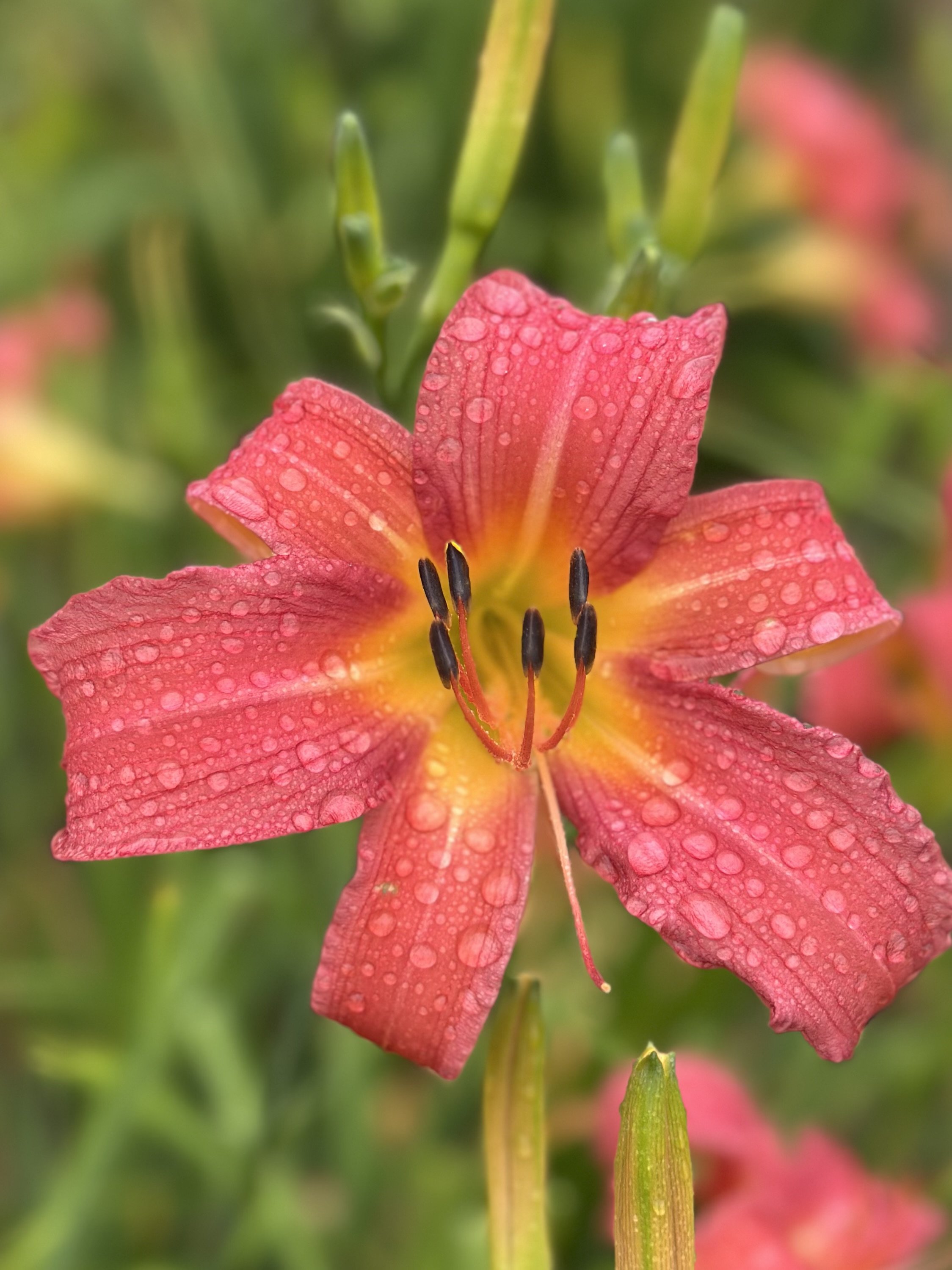 CHARLESTON HARVEST ROSY STAR