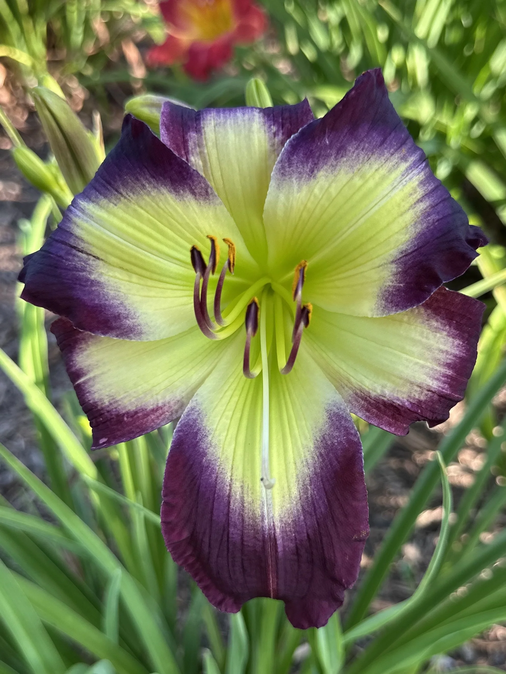 Cradle Of Bethlehem3.jpg