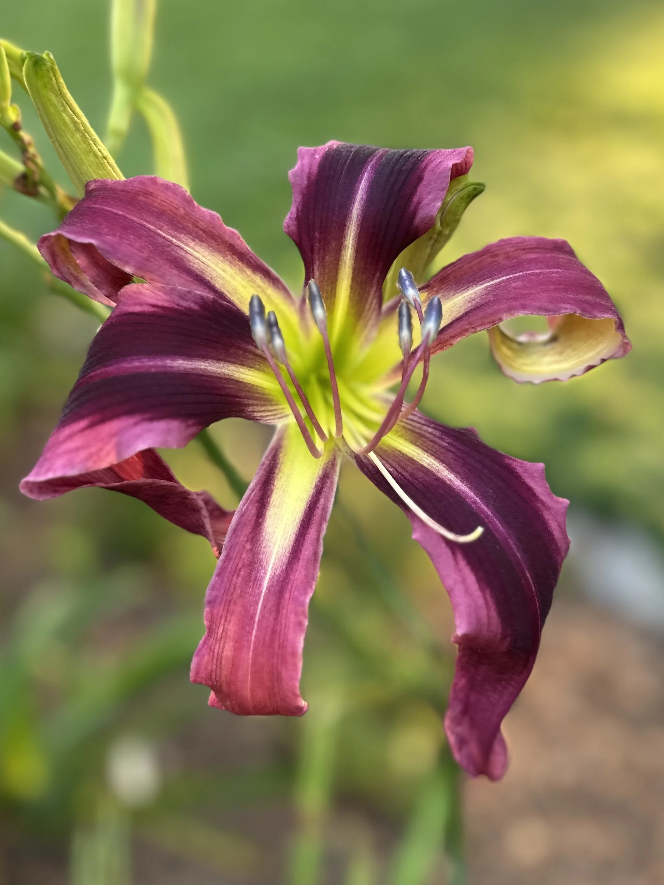 Purple Tarantula3.jpg