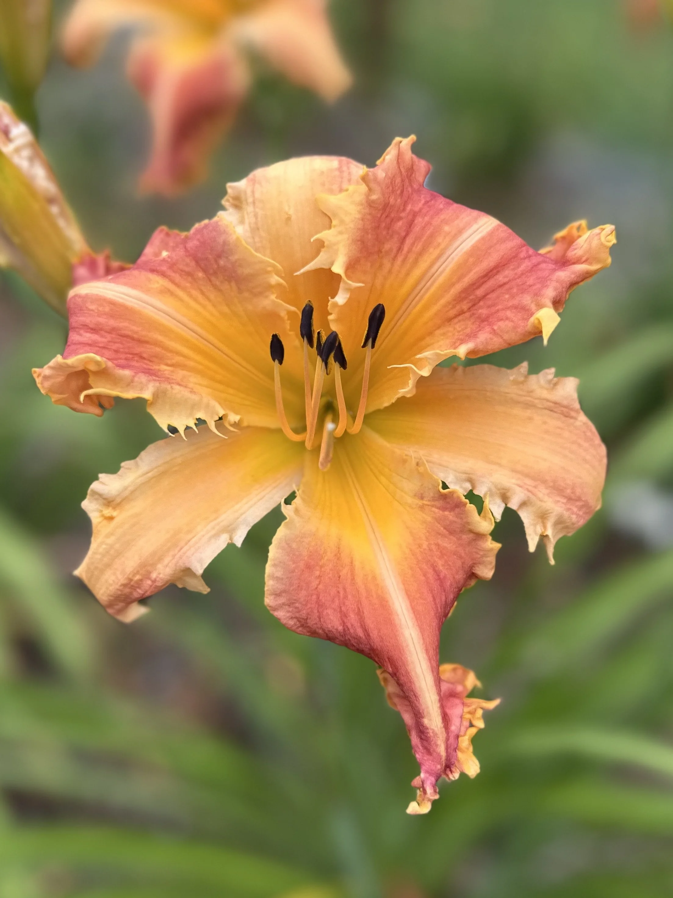 Fox Lake Fantasy 6.jpg