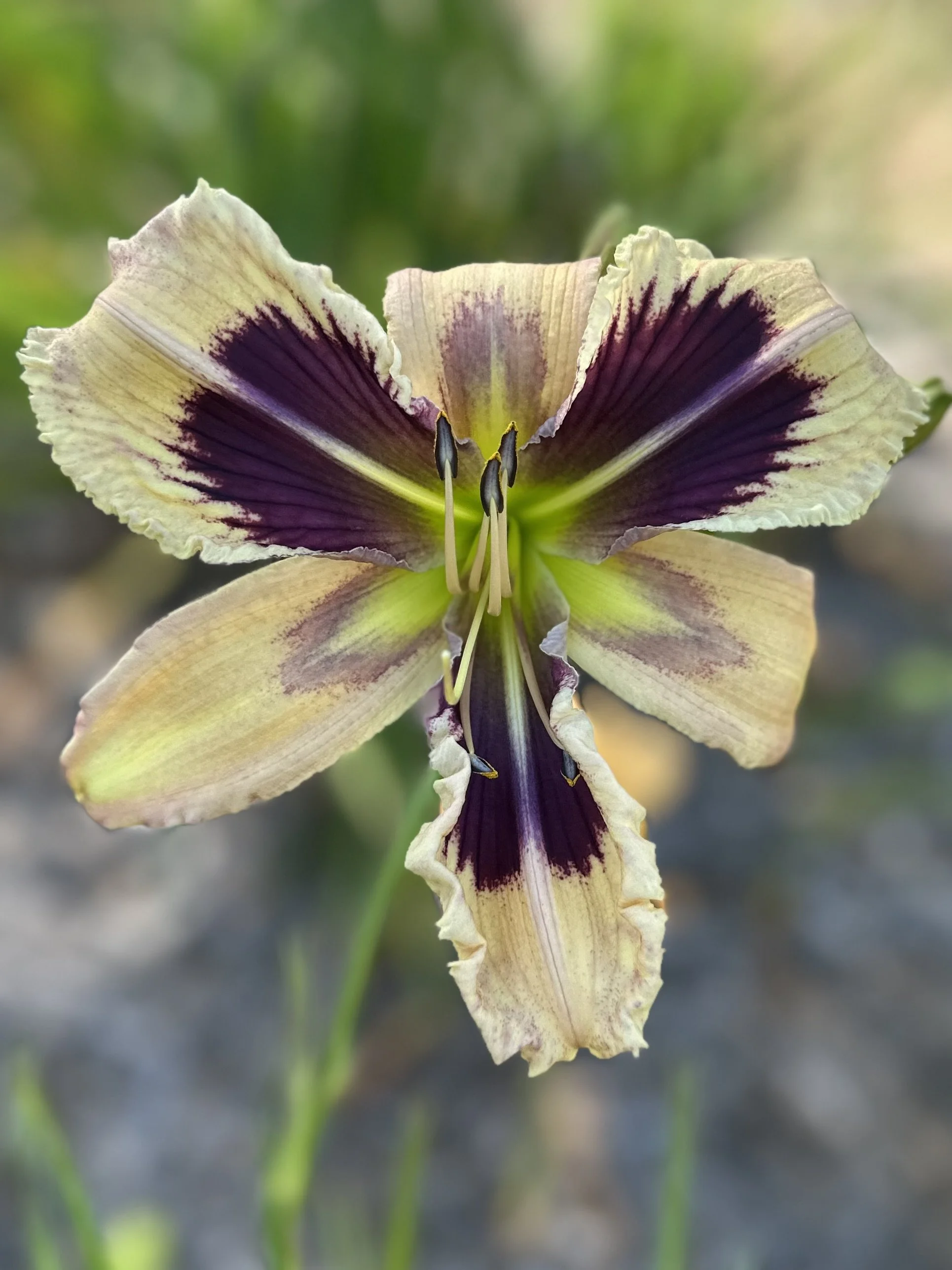 False Eyelashes5.jpg