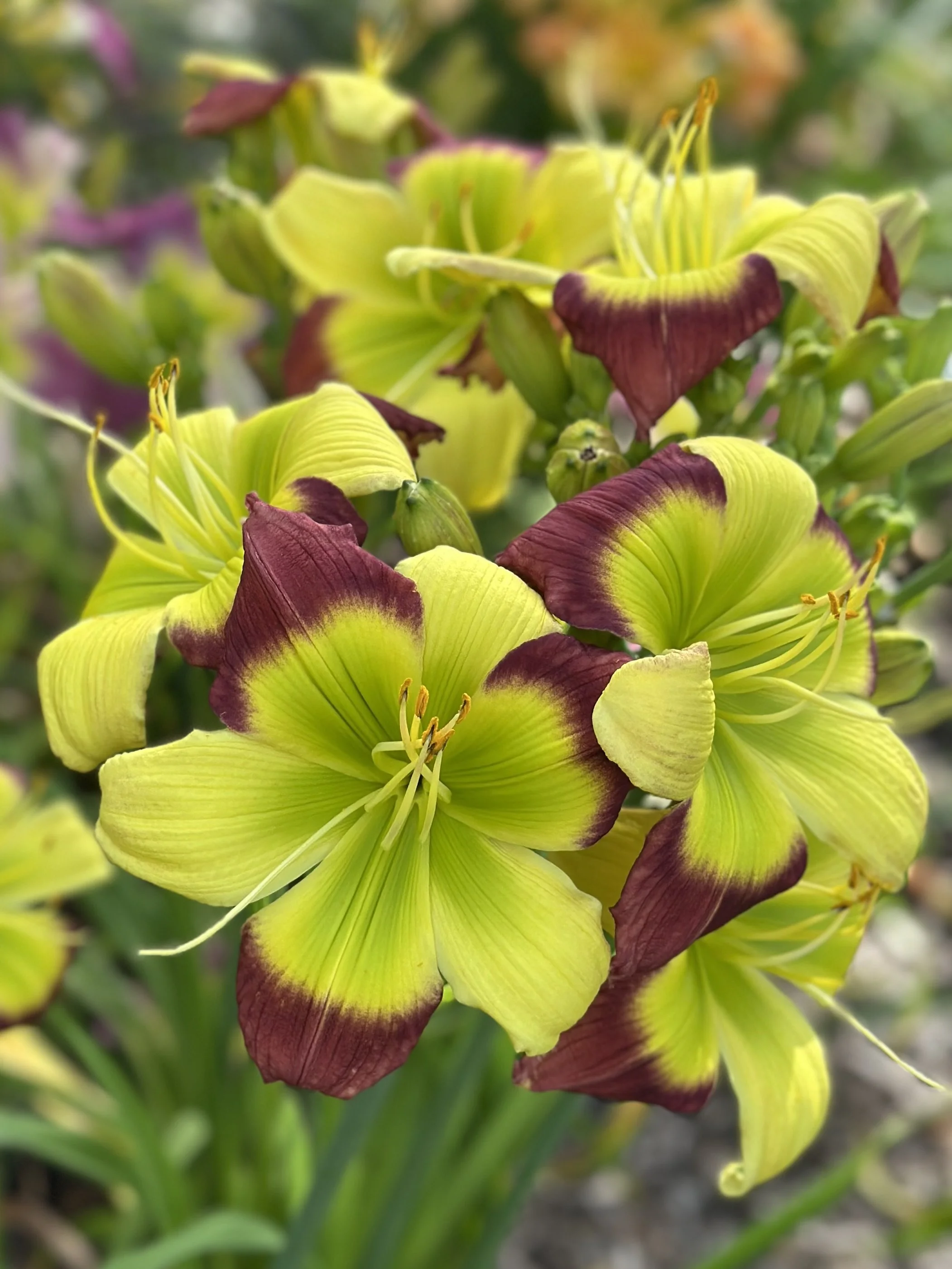 PINEWOOD LILY PAD