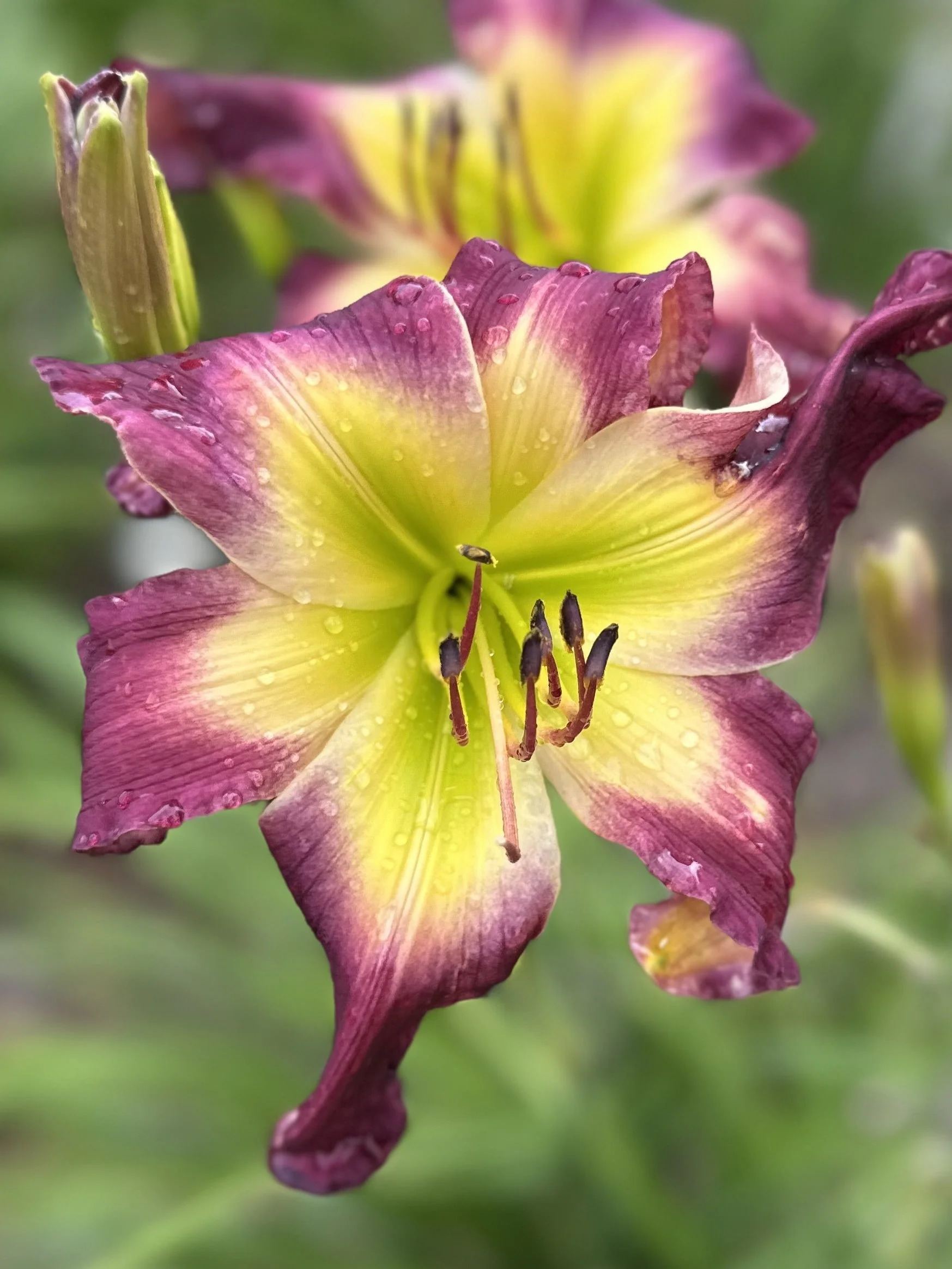 Monticello Mandate3.jpg