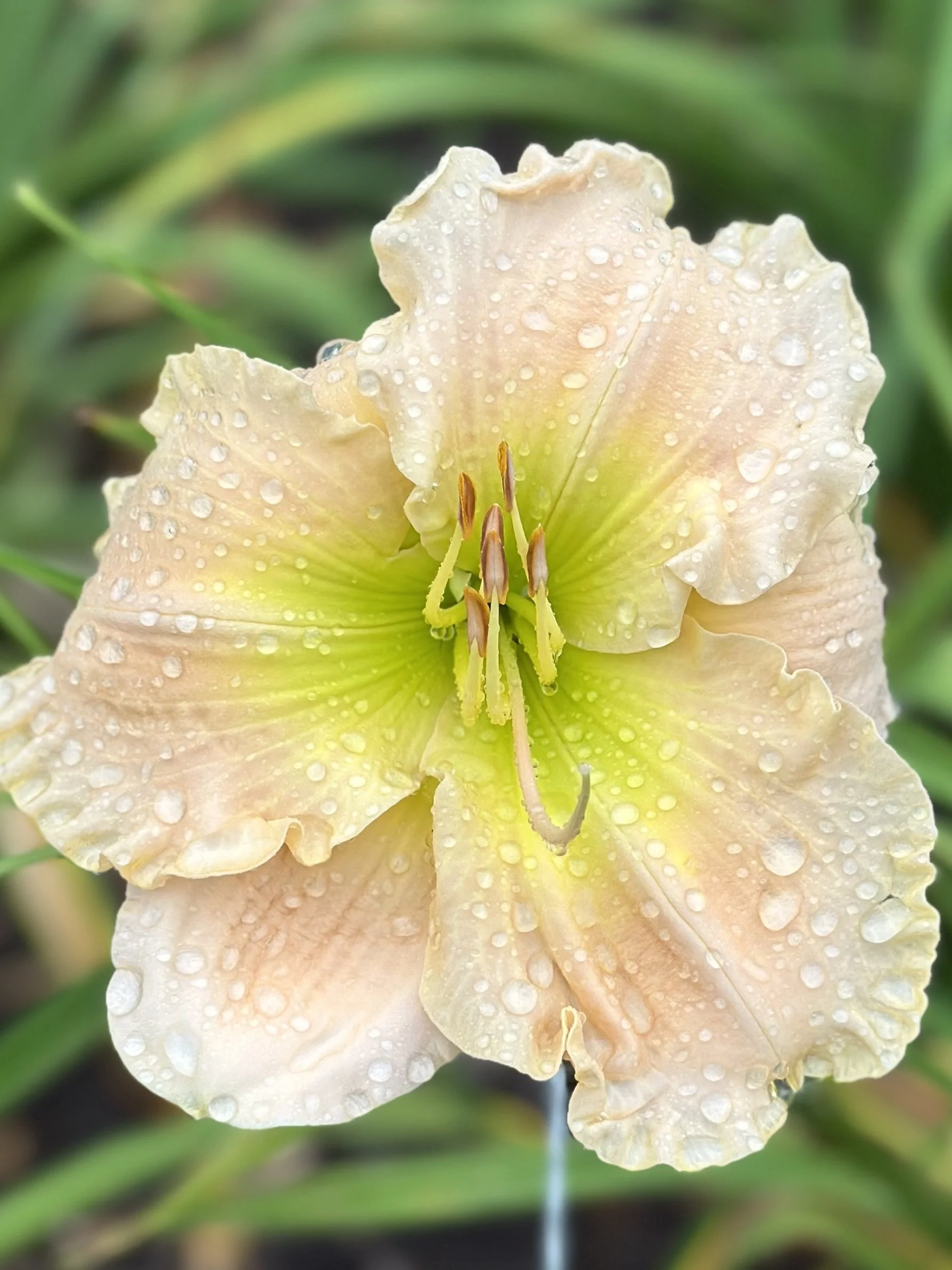 Soft Summer Morning4.jpeg