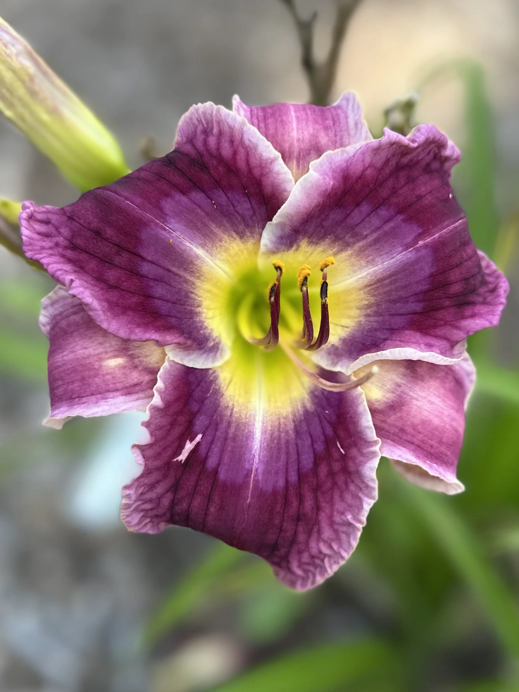 Disturbance In The Force4.jpg