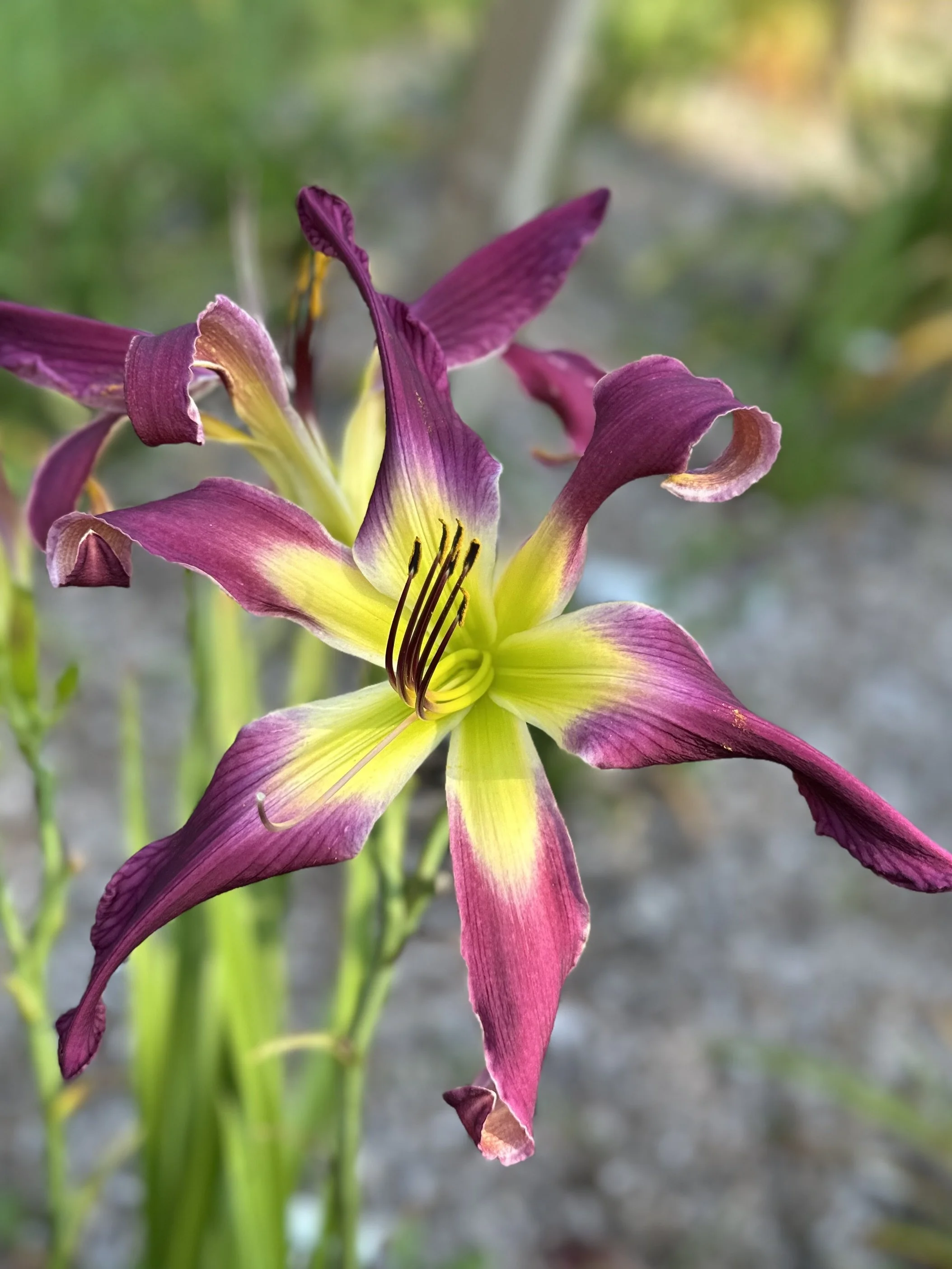 Flying Purple People Eater3.jpg