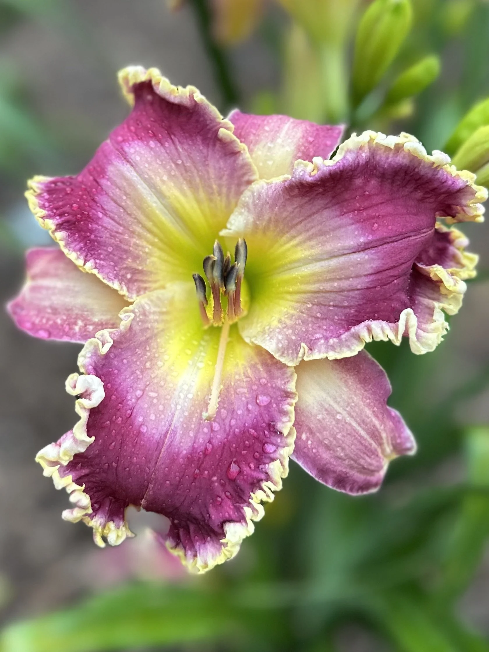Bloom Machine2.jpg