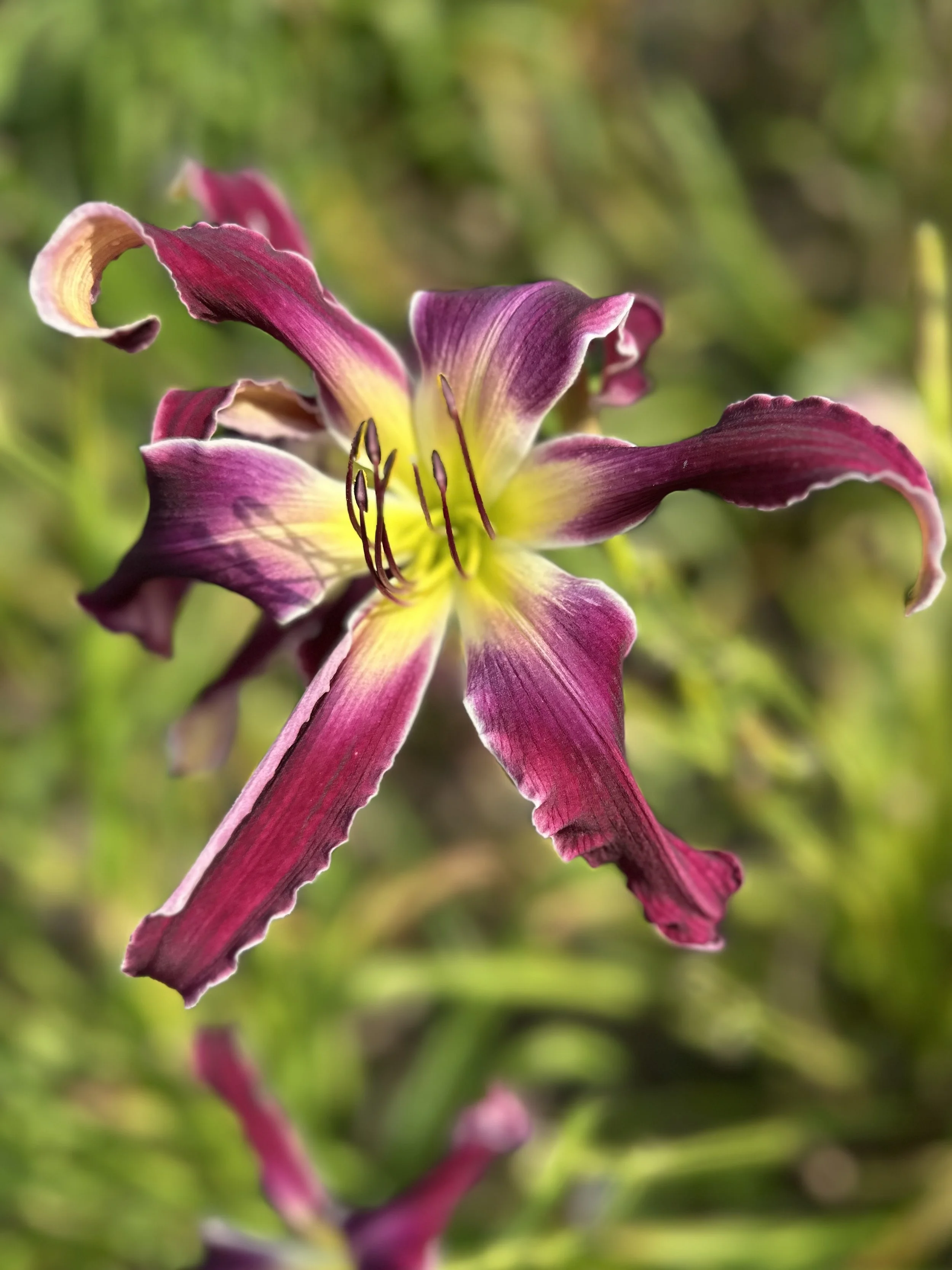 Purple Eclipse1.jpeg