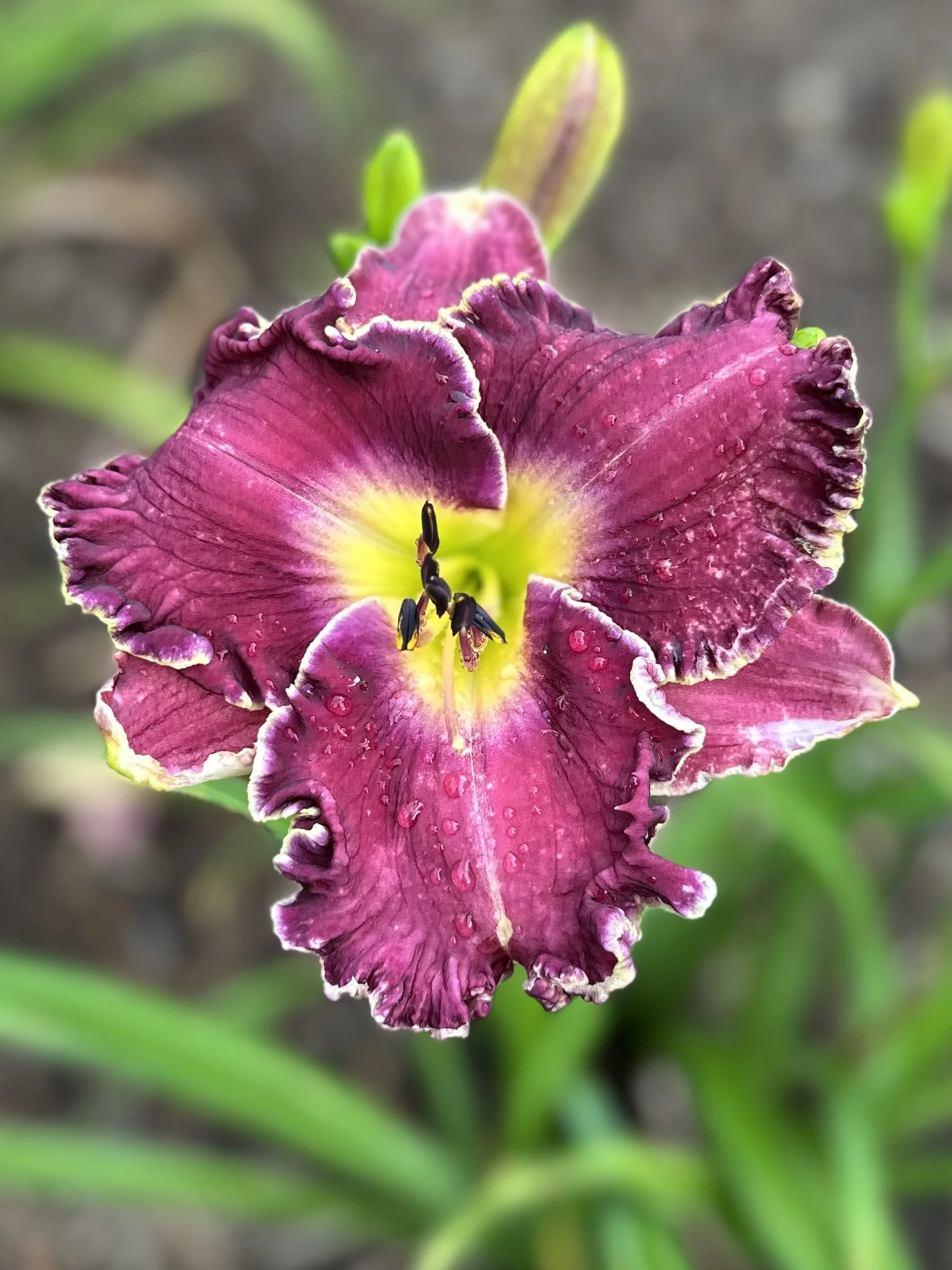 Marietta Heartbeat8.jpg