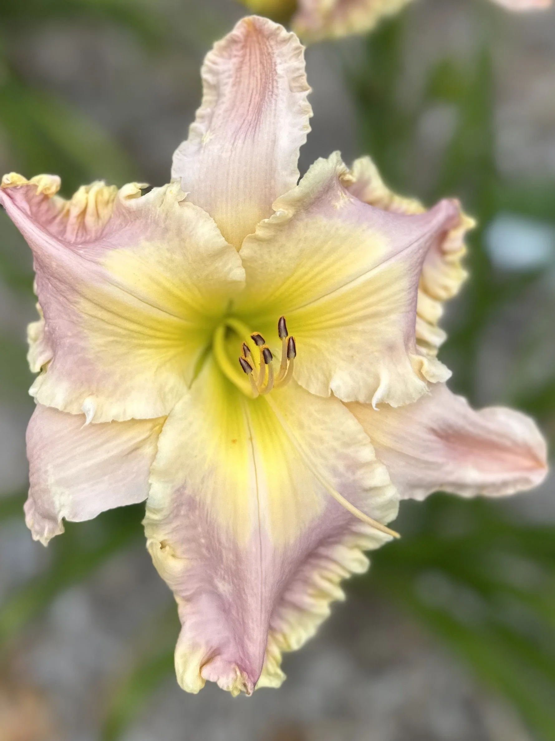 Partygirl Panties3.jpg