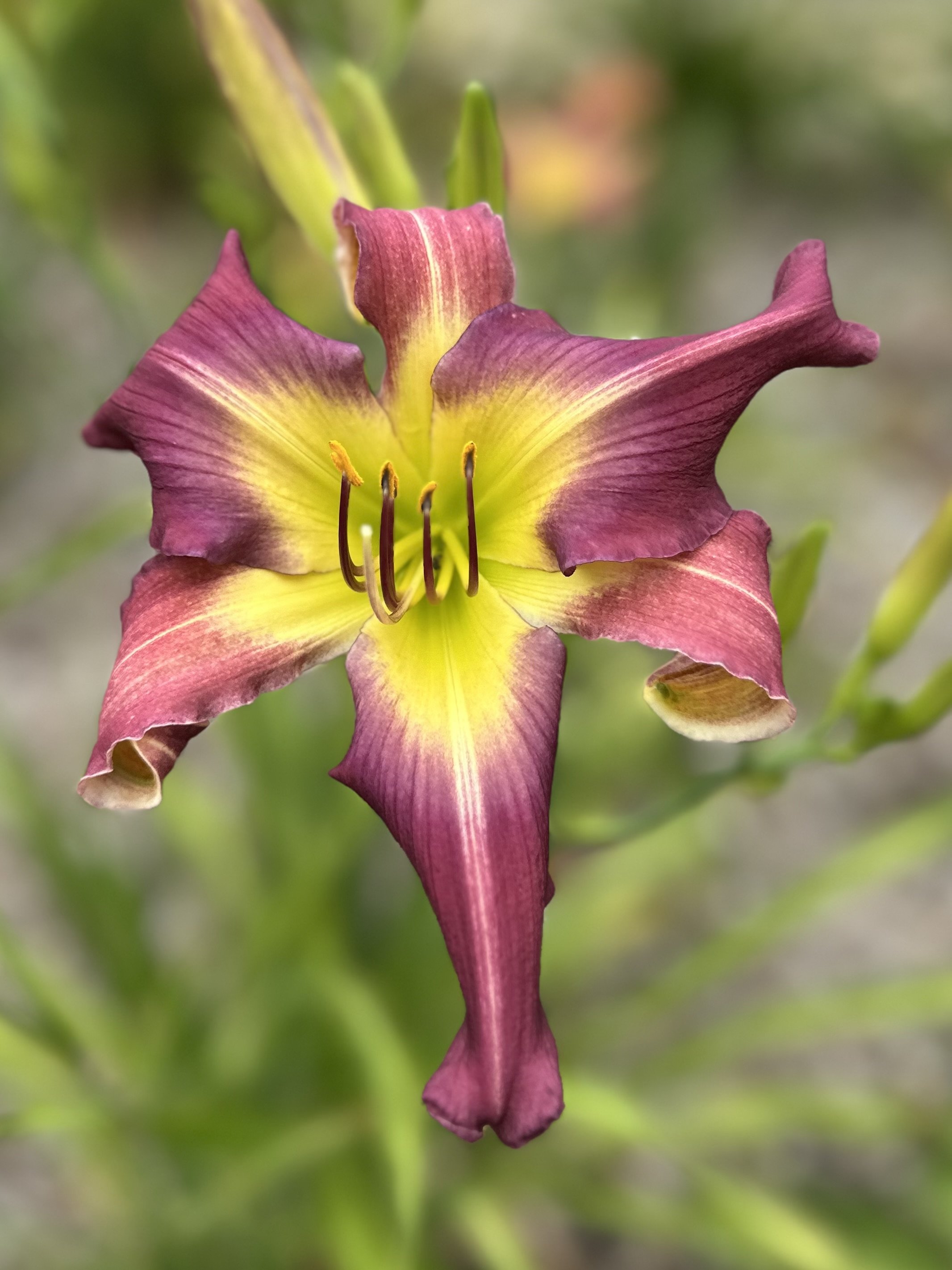 A Pinch Of Magic1.jpg