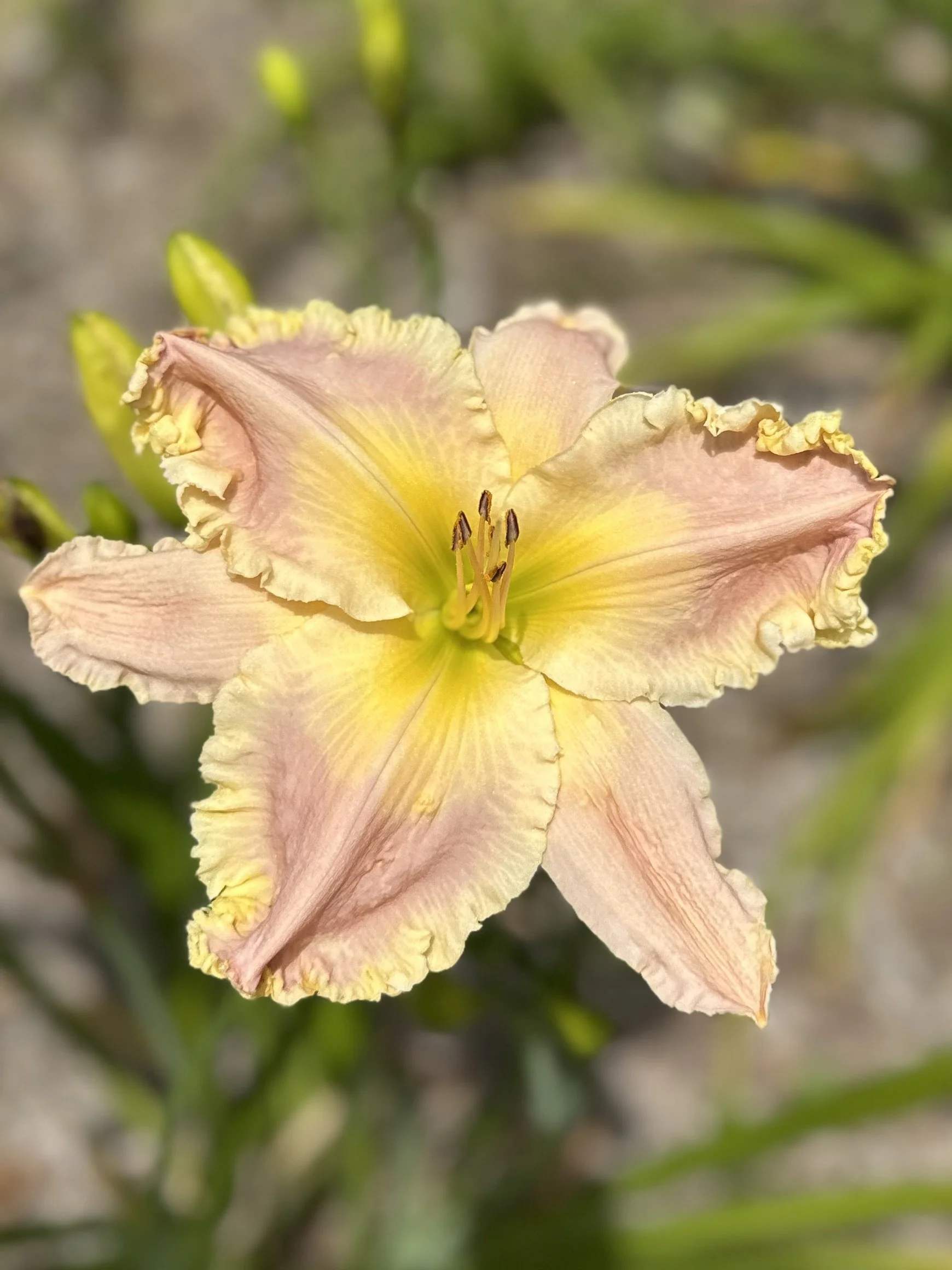 Partygirl Panties4.jpg