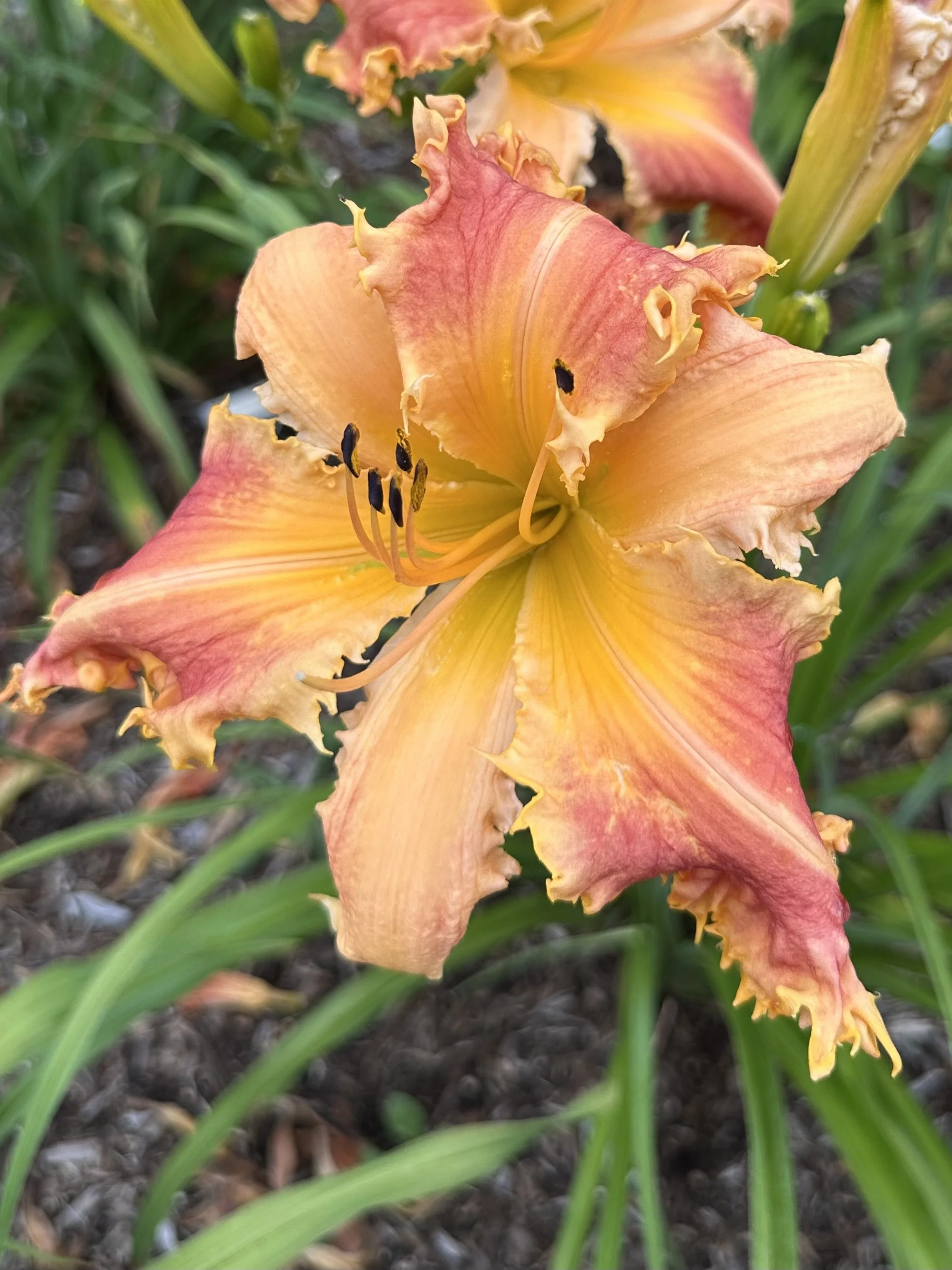 Fox Lake Fantasy5.jpg