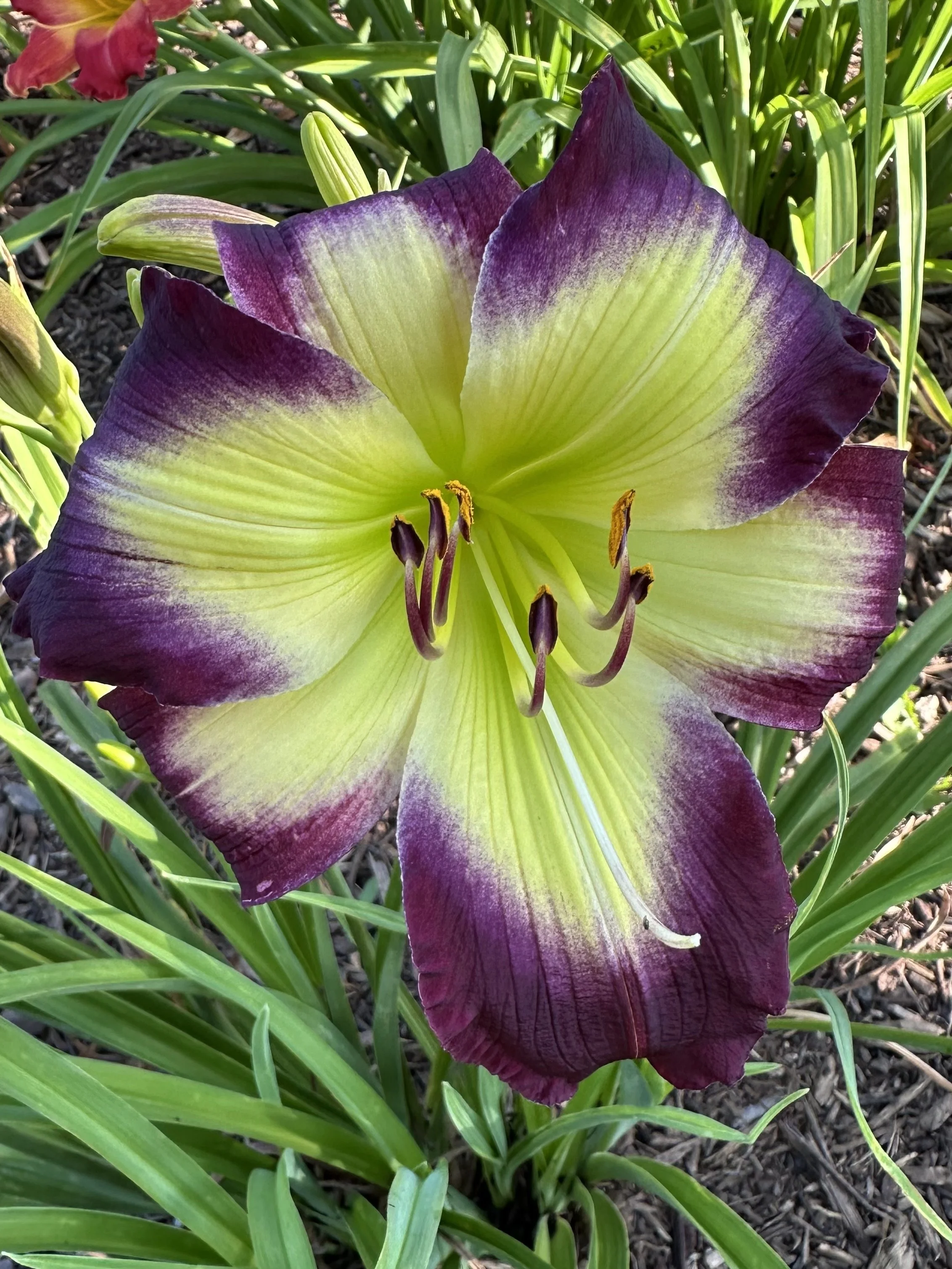 Cradle Of Bethlehem2.jpg