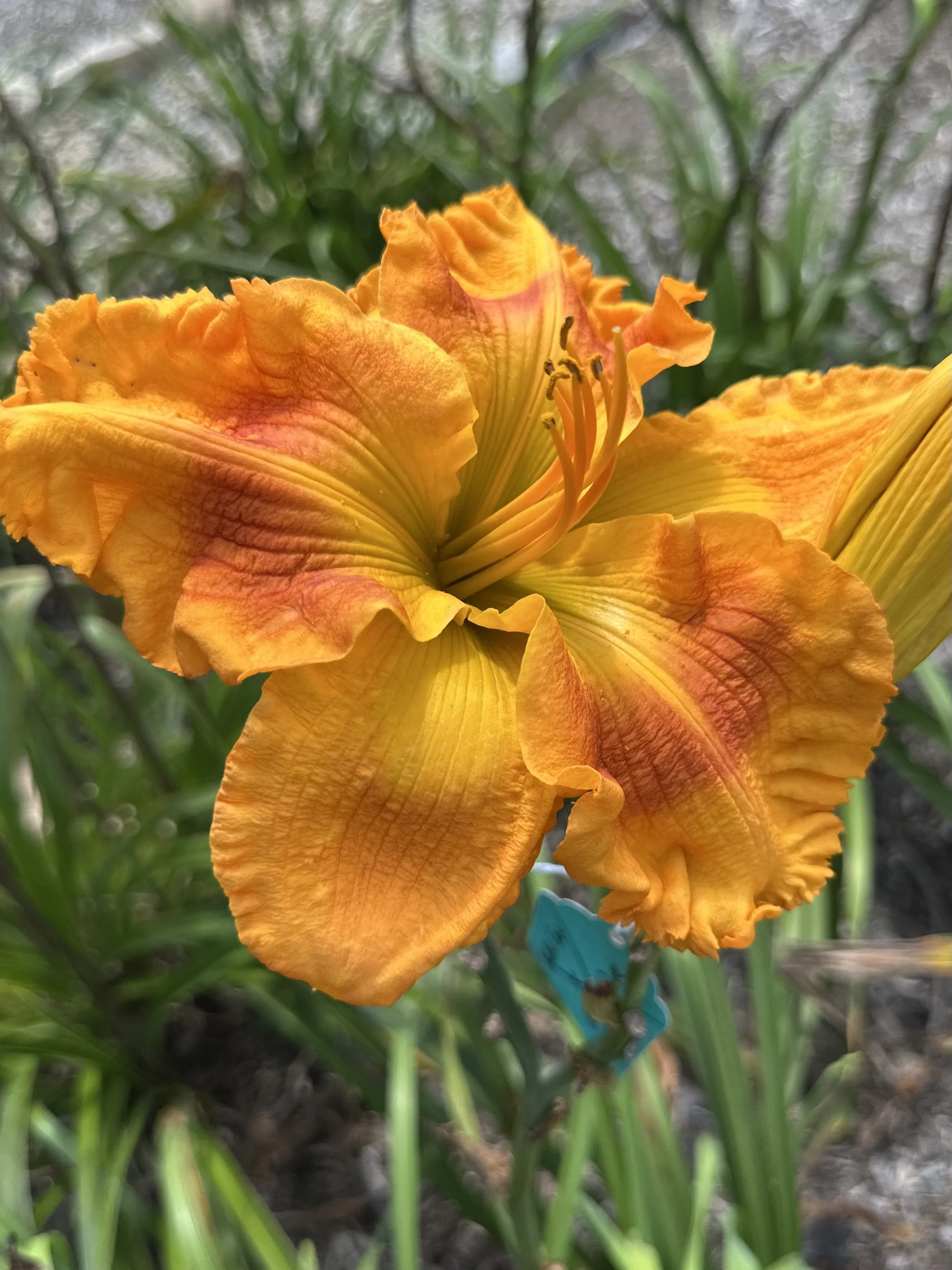 Cosmic Fireball5.jpeg